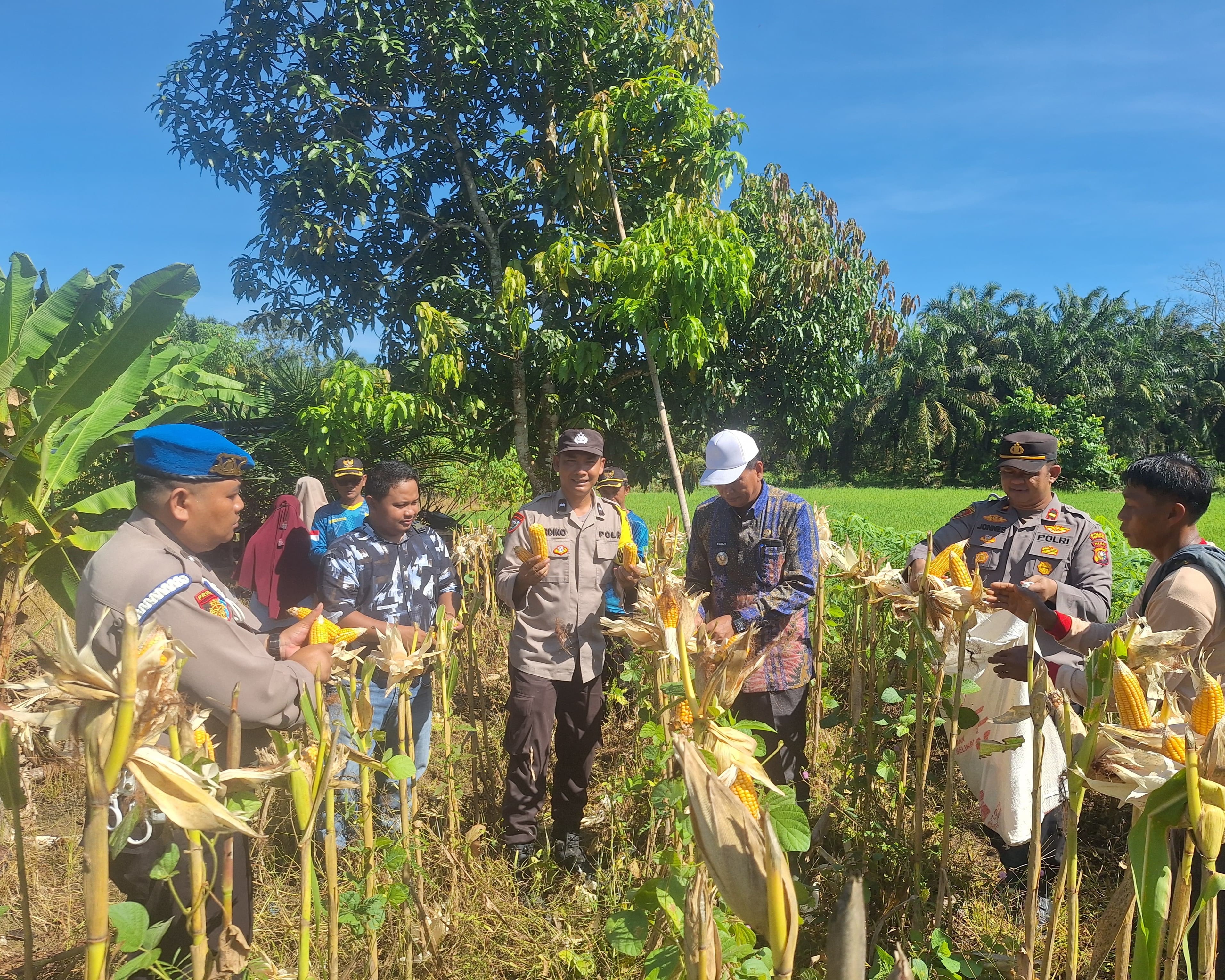 Kapolsek Rambah Hilir Ipda Jonnes Panen Raya Jagung Serentak Tahap II Dalam Rangka Mendukung Asta Cita Presiden RI Program Ketahanan Pangan Tumpang Sari Di Desa Pasir Utama Bekerja Sama Dengan Pihak PT ISB