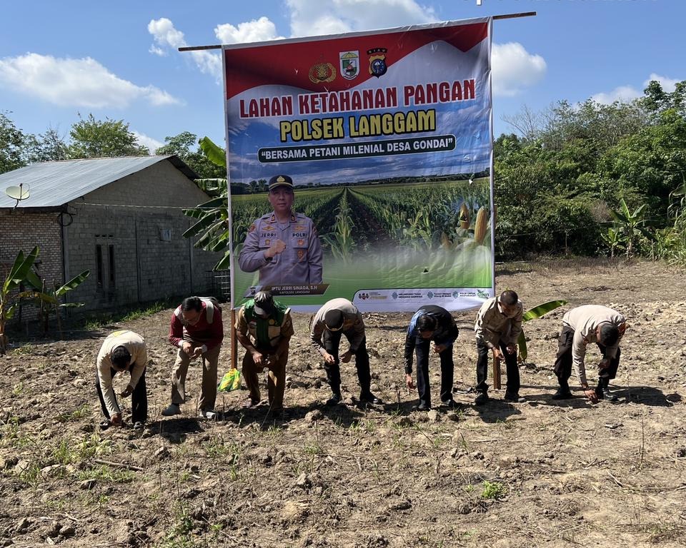 Polsek Langgam Tanam Jagung 0,5 Hektar Di Pangkalan Gondai, Dukung Ketahanan Pangan Nasional