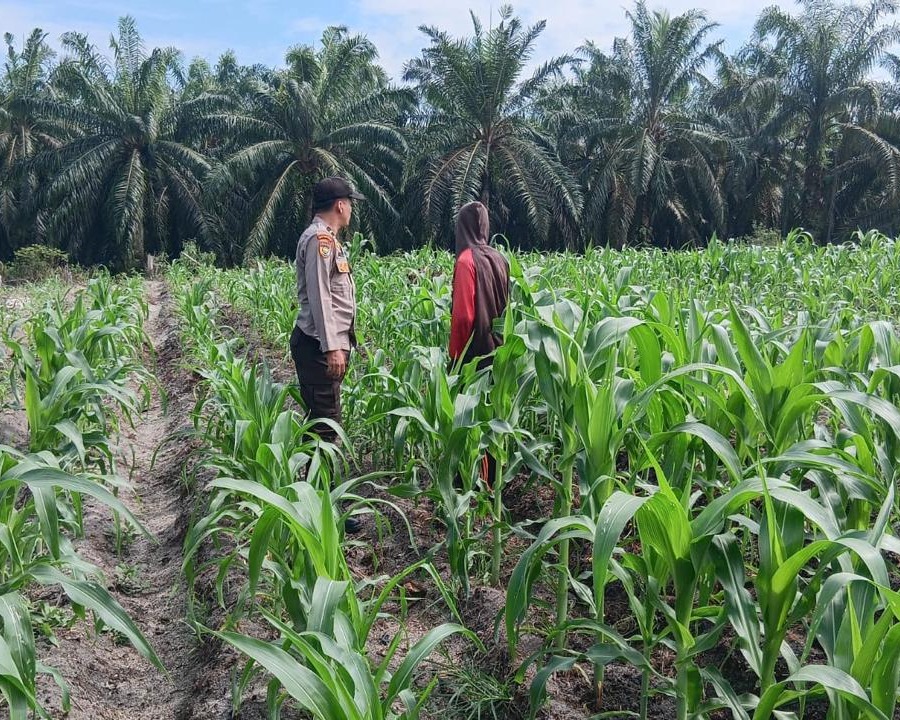 3 Hektare Jagung Pipil Kelompok Tani Maju Bersama Air Hitam Tumbuh Subur, Bhabin Ukui Kawal Ketahanan Pangan