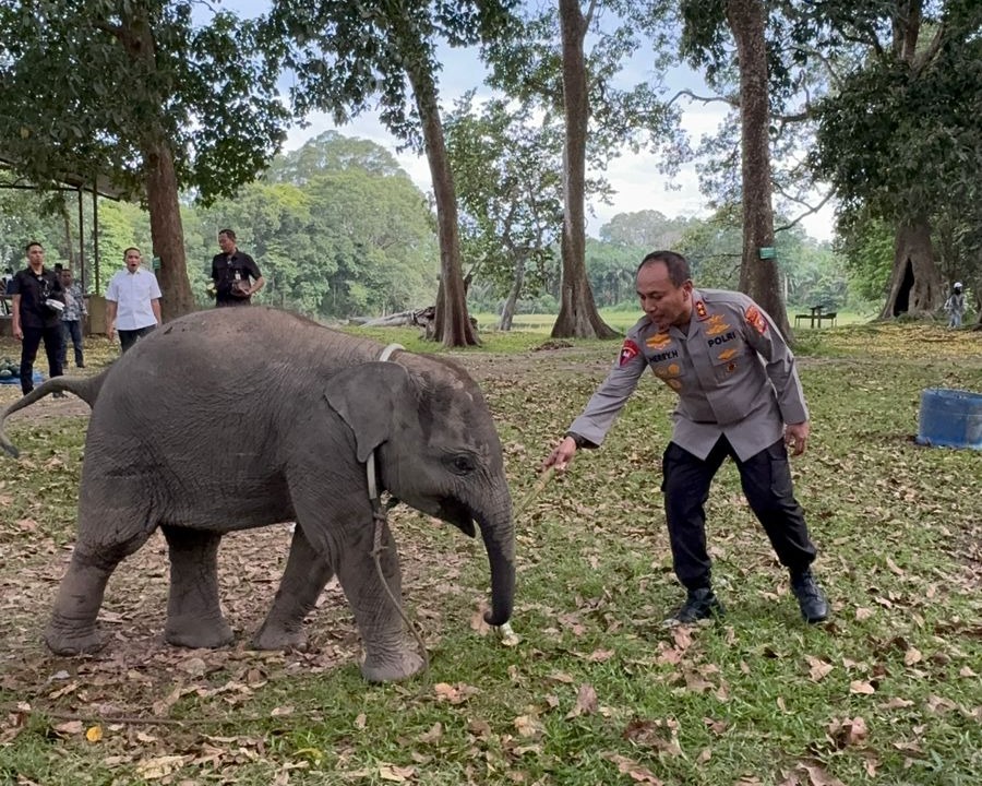 Sembari Patroli, Kapolda Riau Kunjungi Keluarga Gajah di TWA Buluh Cina