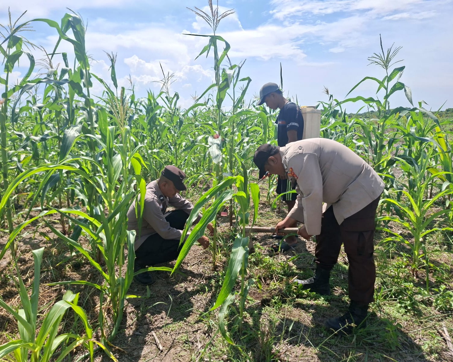 Polsek Kuala Kampar Kawal 15 Hektar Jagung di Sungai Solok, Dukung Ketahanan Pangan Nasional