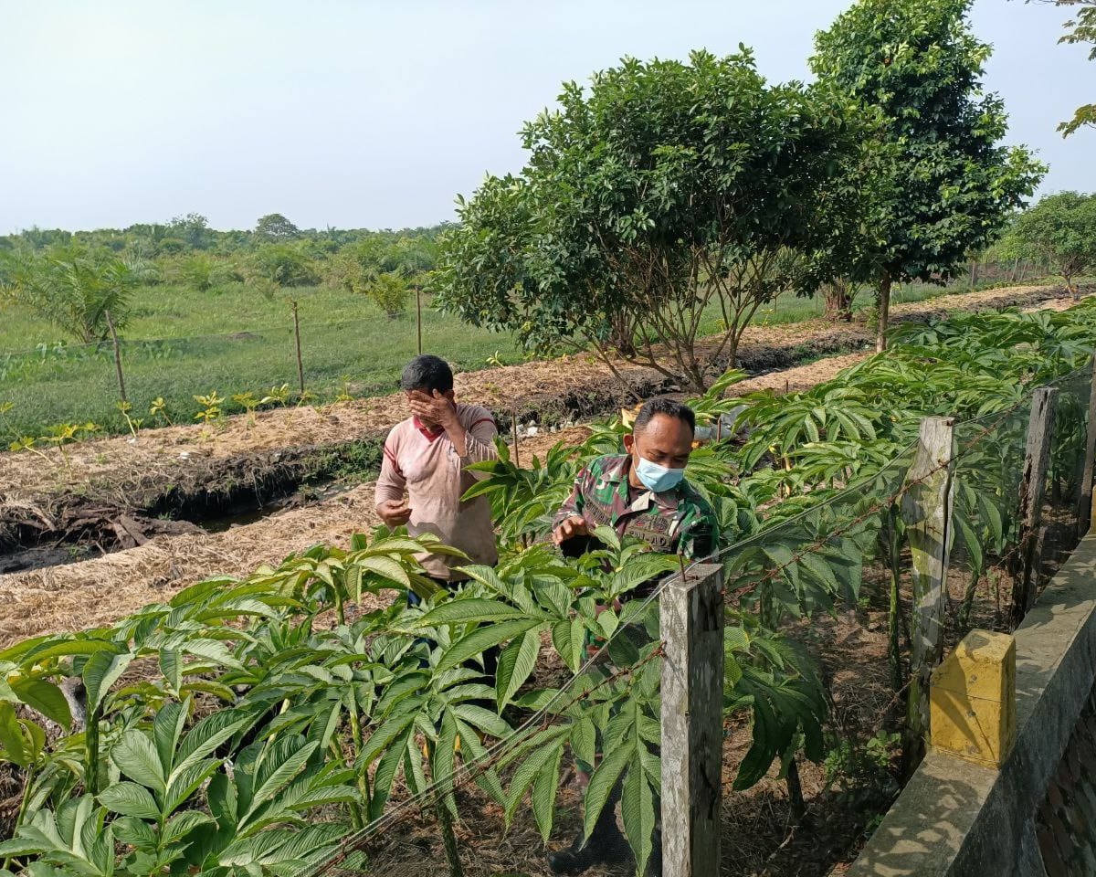 Babinsa Kodim 0301/PBR Laksanakan Komsos Pendampingan Petani Tanaman Porang