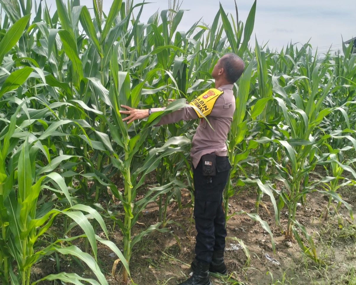 Jagung Hibrida Tumbuh Subur Polsek Pkl Kerinci dukung penuh Ketahanan Pangan