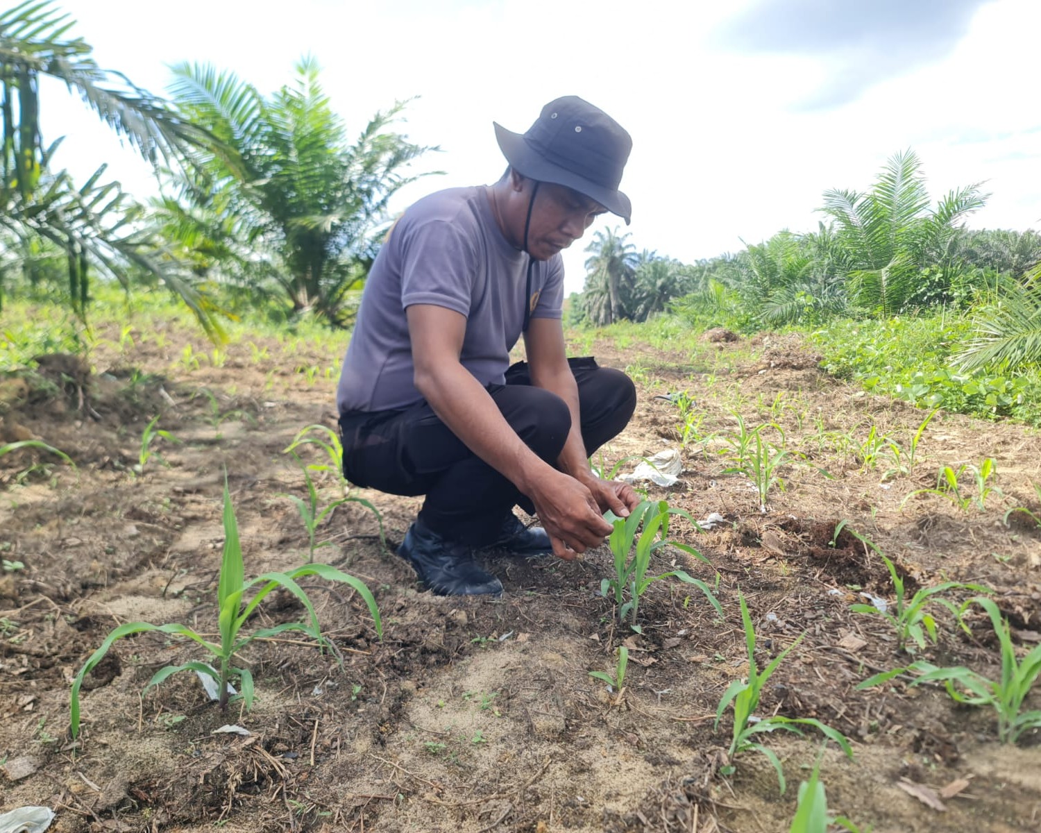 Polsek Pkl Kuras Cek Progres 12 Ha Jagung Kuartal II Dalam Rangka Swasembada Pangan