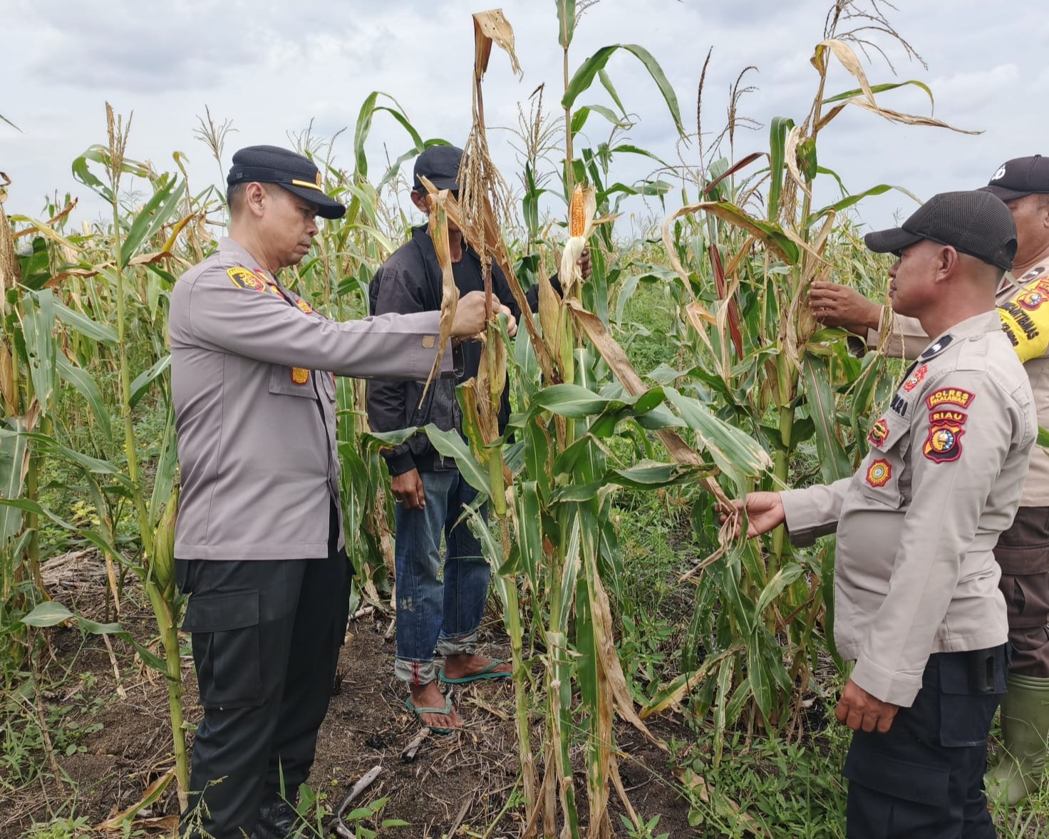 Polsek Kuala Kampar Pantau Perkembangan Lahan Jagung Pipil 15 Ha Mendukung Ketahanan Pangan