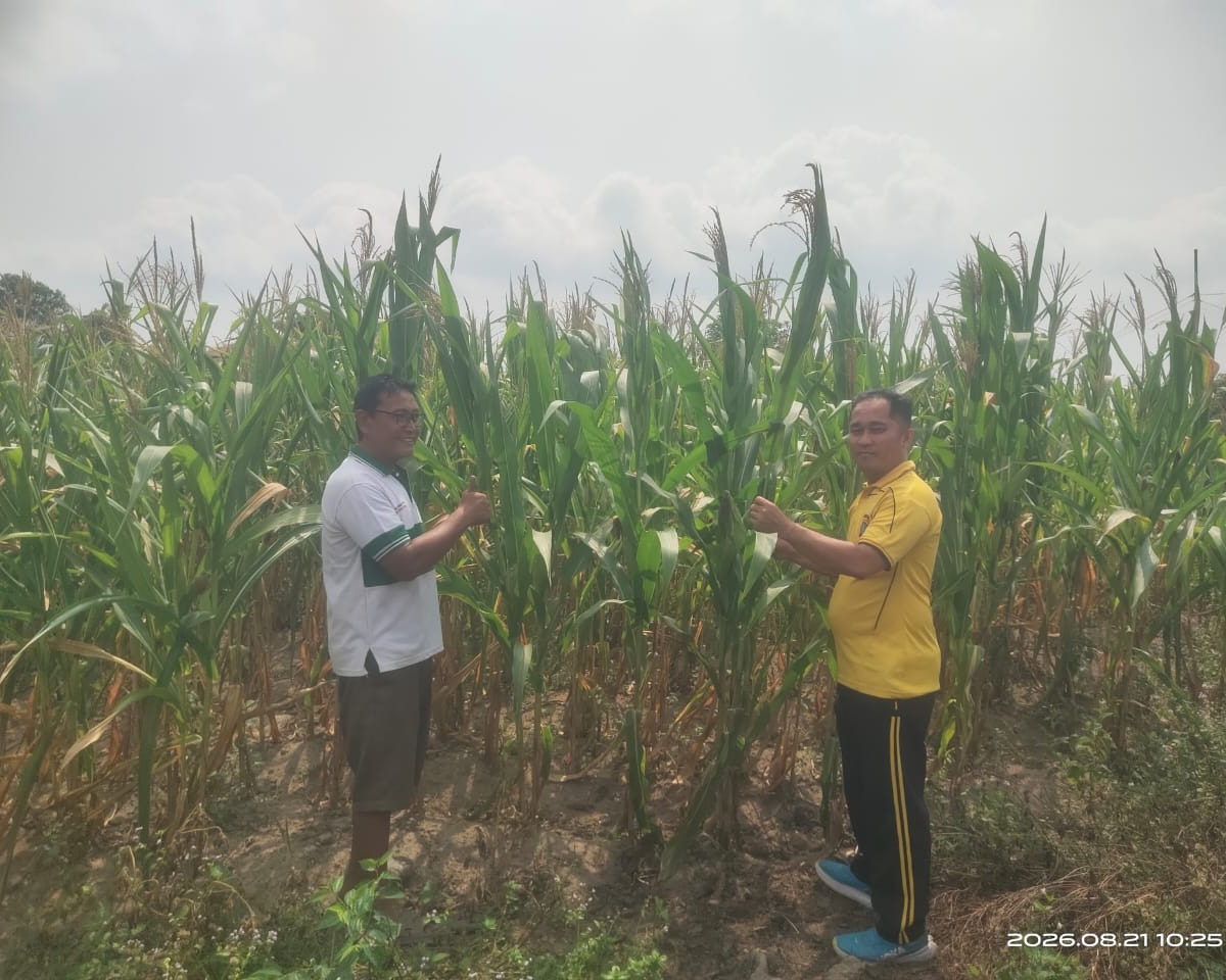 Bhabinkamtibmas Polsek Bandar Sei Kijang Monitoring Lahan Jagung Pipil Program Ketahanan Pangan di Desa Lubuk Ogung