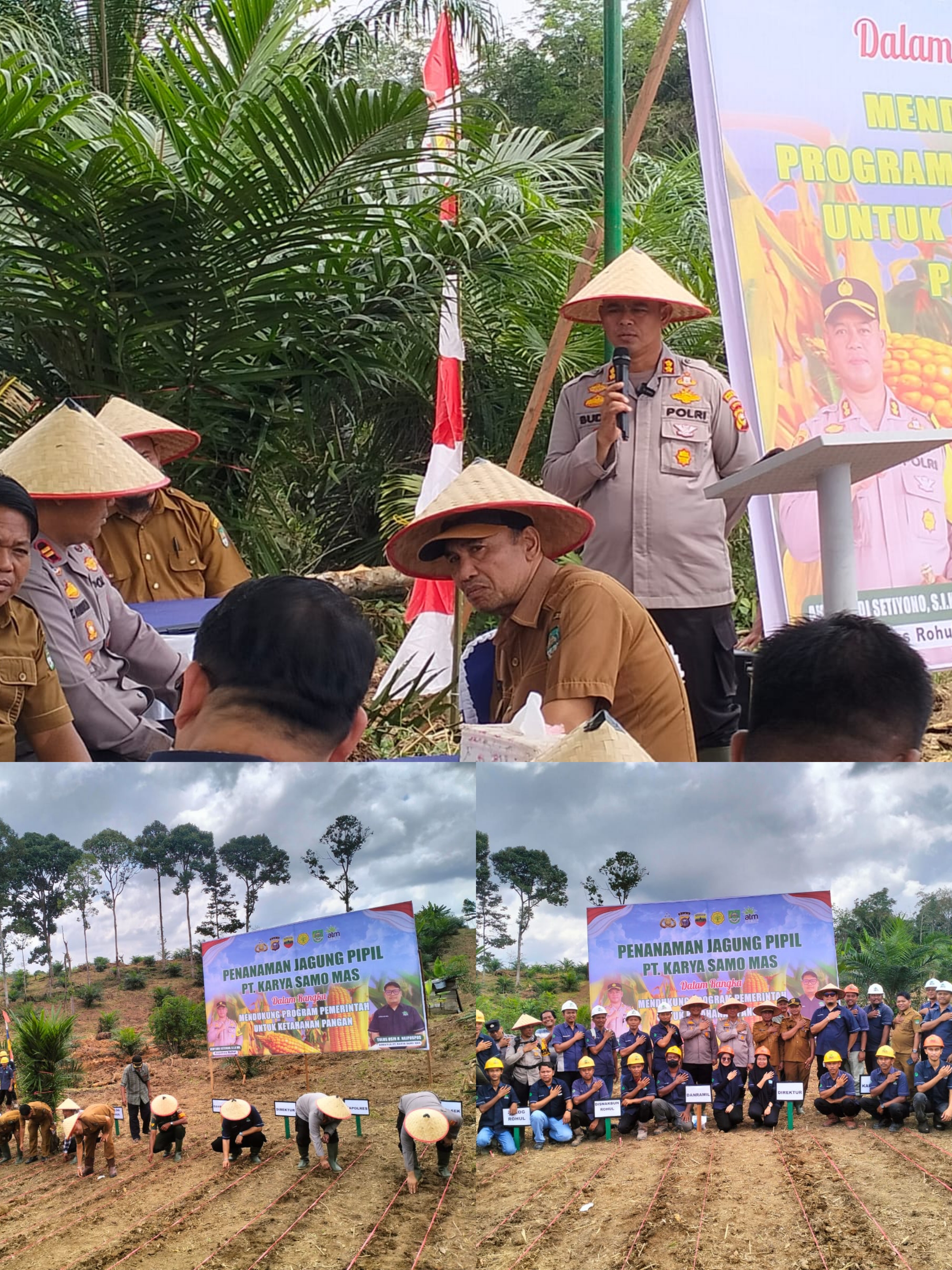 Dukung Ketahanan Pangan, PT KSM Gelar Penanaman Jagung Pipil di Desa Teluk Aur Kabupaten Rohul