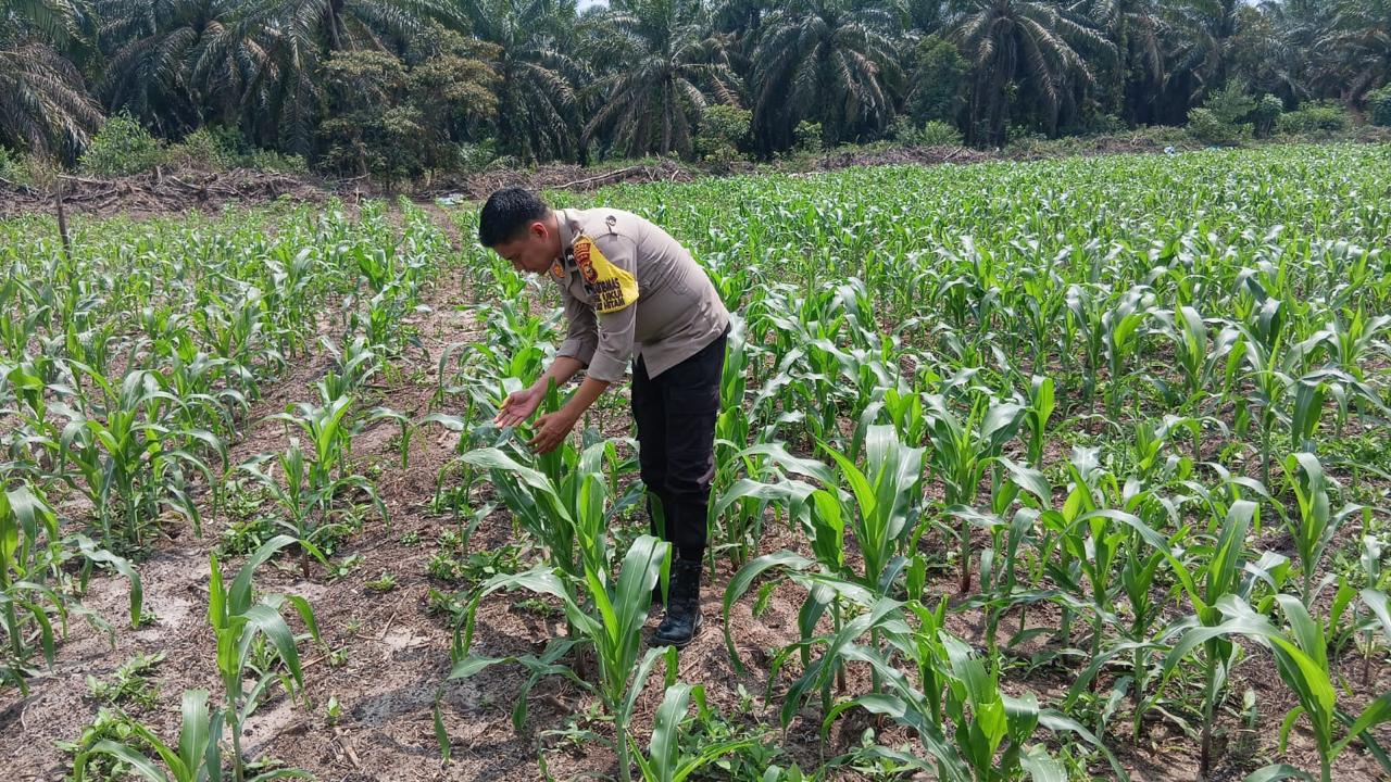 Polsek Ukui Monitoring Lahan Jagung Pipil 3 Hektar di Air Hitam Dukung Ketahanan Pangan Nasional