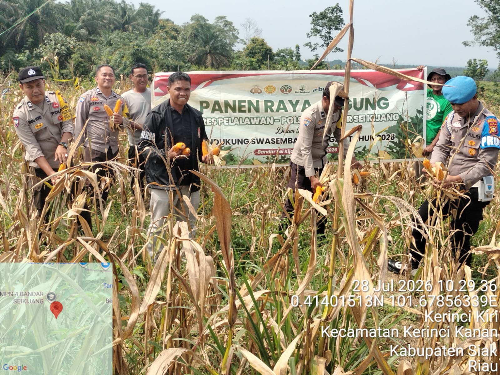 Polsek Bandar Sei Kijang Panen Jagung Pipil 1 Ton Di Lubuk Ogong Dukung Program Asta Cita Ketahanan Pangan