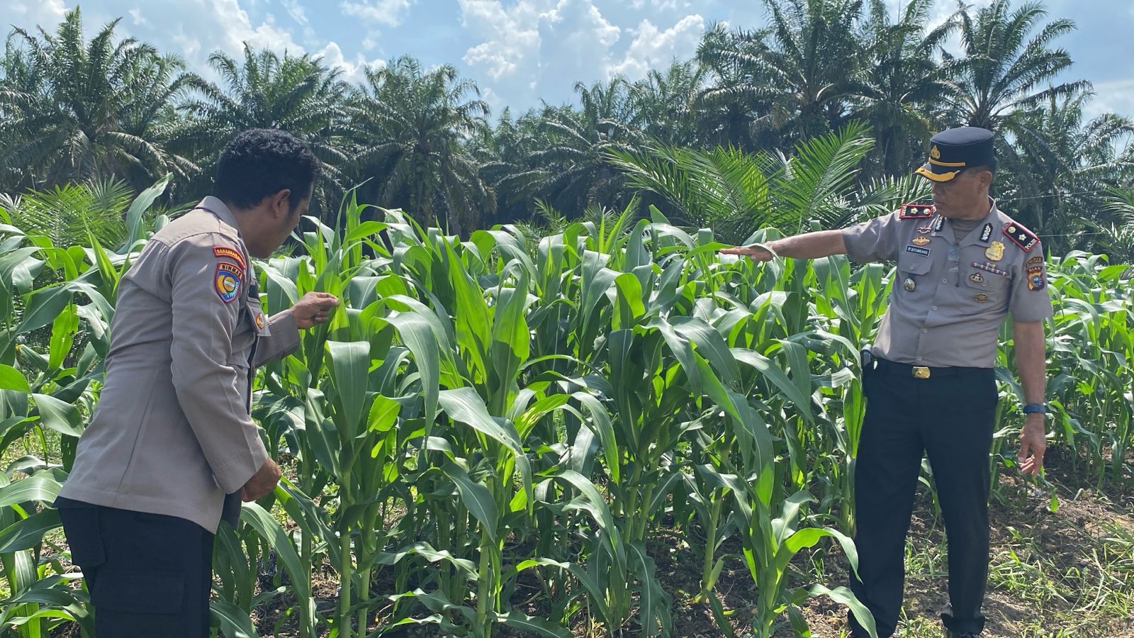 Kapolsek Pkl Kuras Cek Progres Jagung  Pipil 12 Ha Di KUD Sialang Makmur,  Dalam Program Ketahanan Pangan