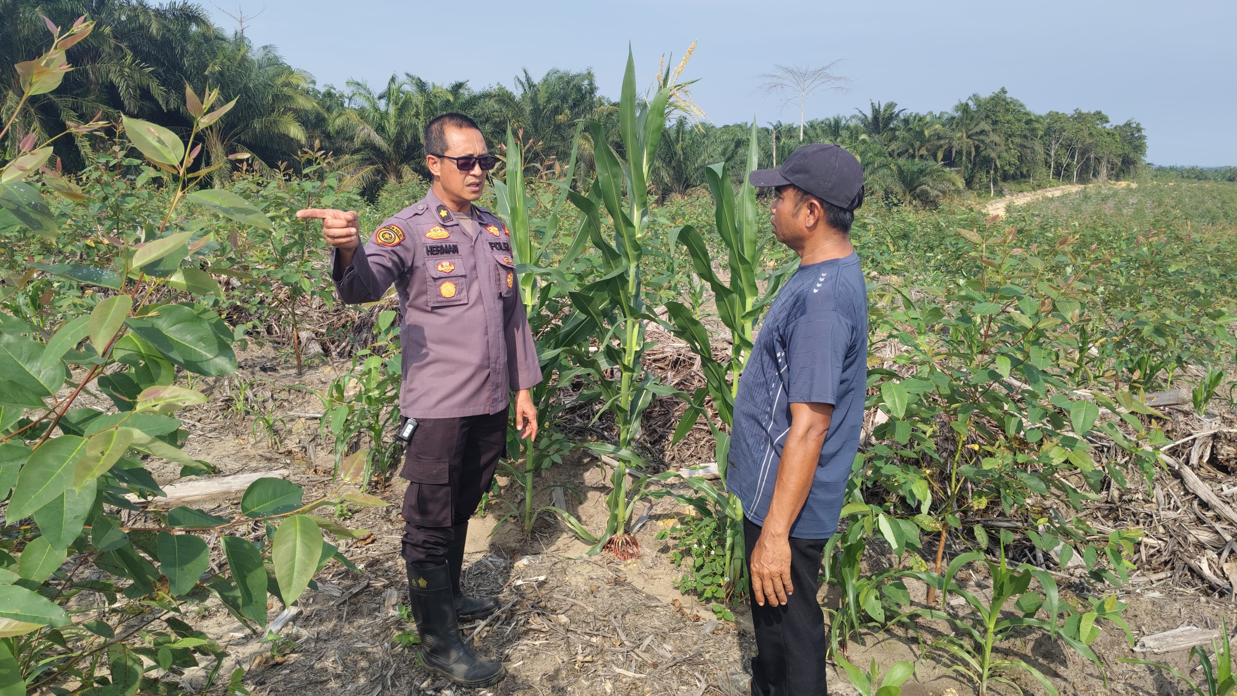 Upayakan Hasil Maksimal, Polres Siak Terus Pantau Perkembangan Lahan Jagung RAPP Sei Mandau