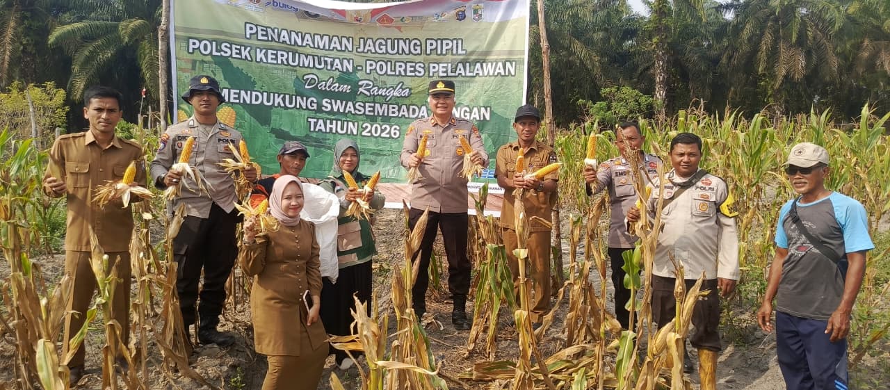 Panen Jagung Quartal II Hasilkan 750 Kg, Polsek Kerumutan Dukung Ketahanan Pangan Di Desa Banjar Panjang