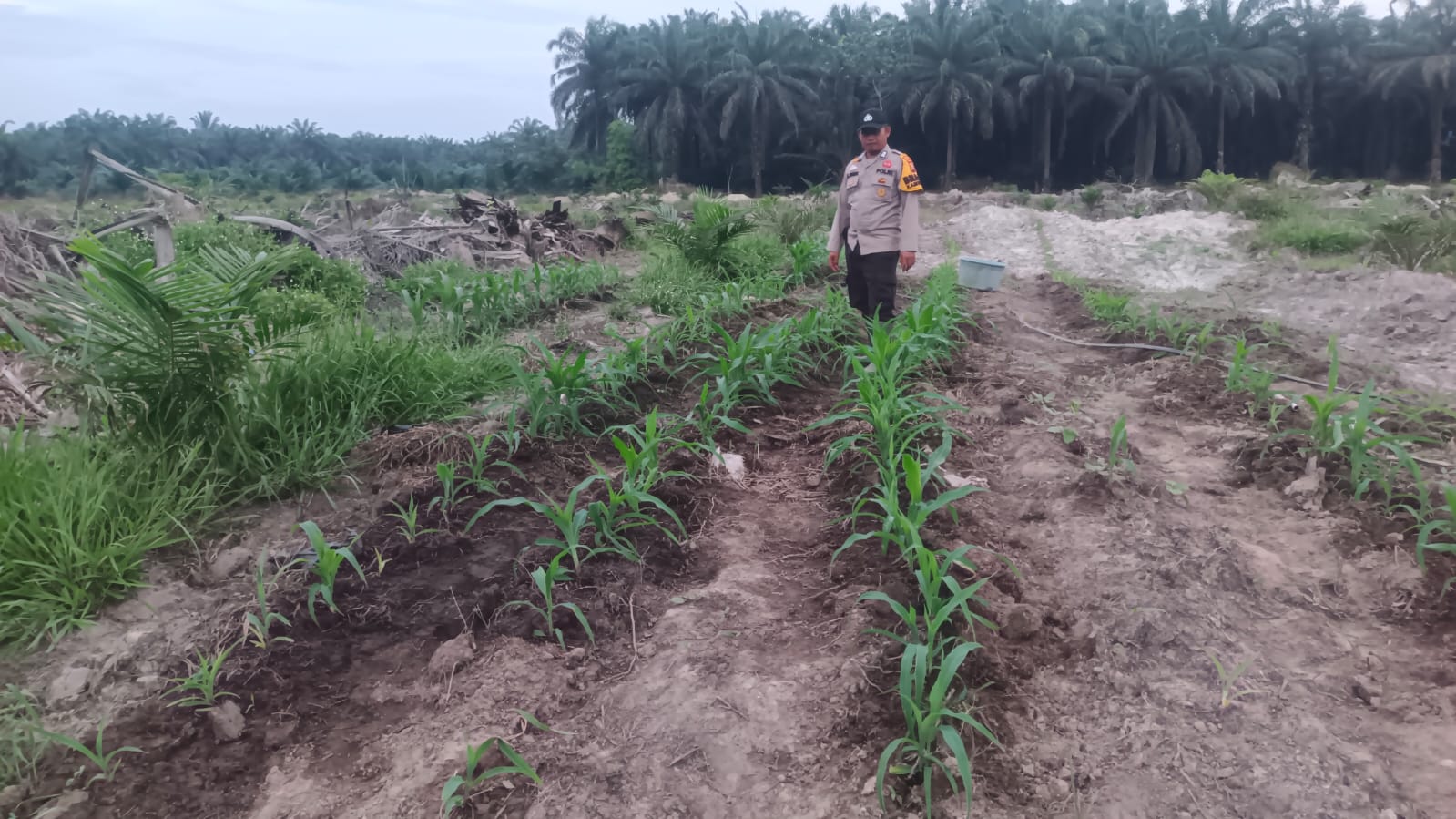 Kebun Jagung TKD Kampung Baru Tumbuh Optimal Di Musim Kemarau Dukung ketahanan Pangan