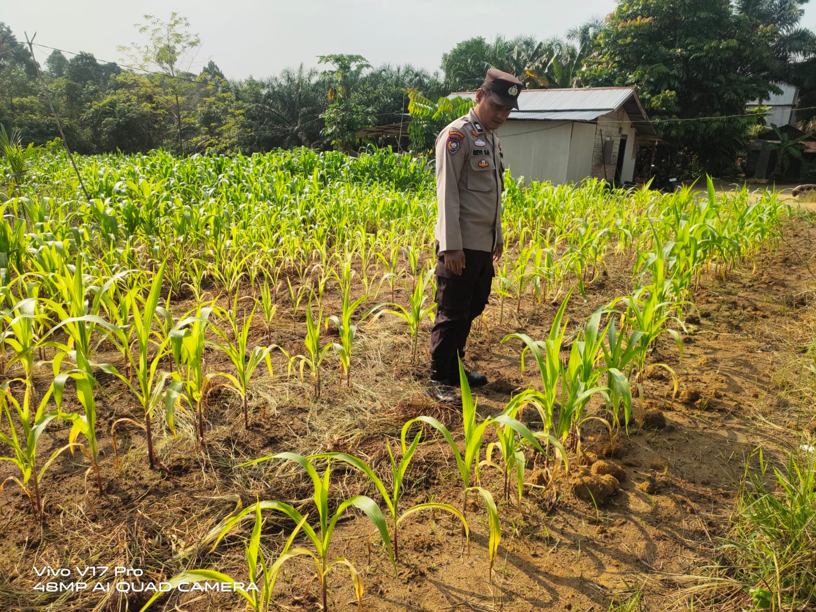 Polsek Bunut Rawat Lahan Jagung Pipil di Desa Petani, Dukung Ketahanan Pangan