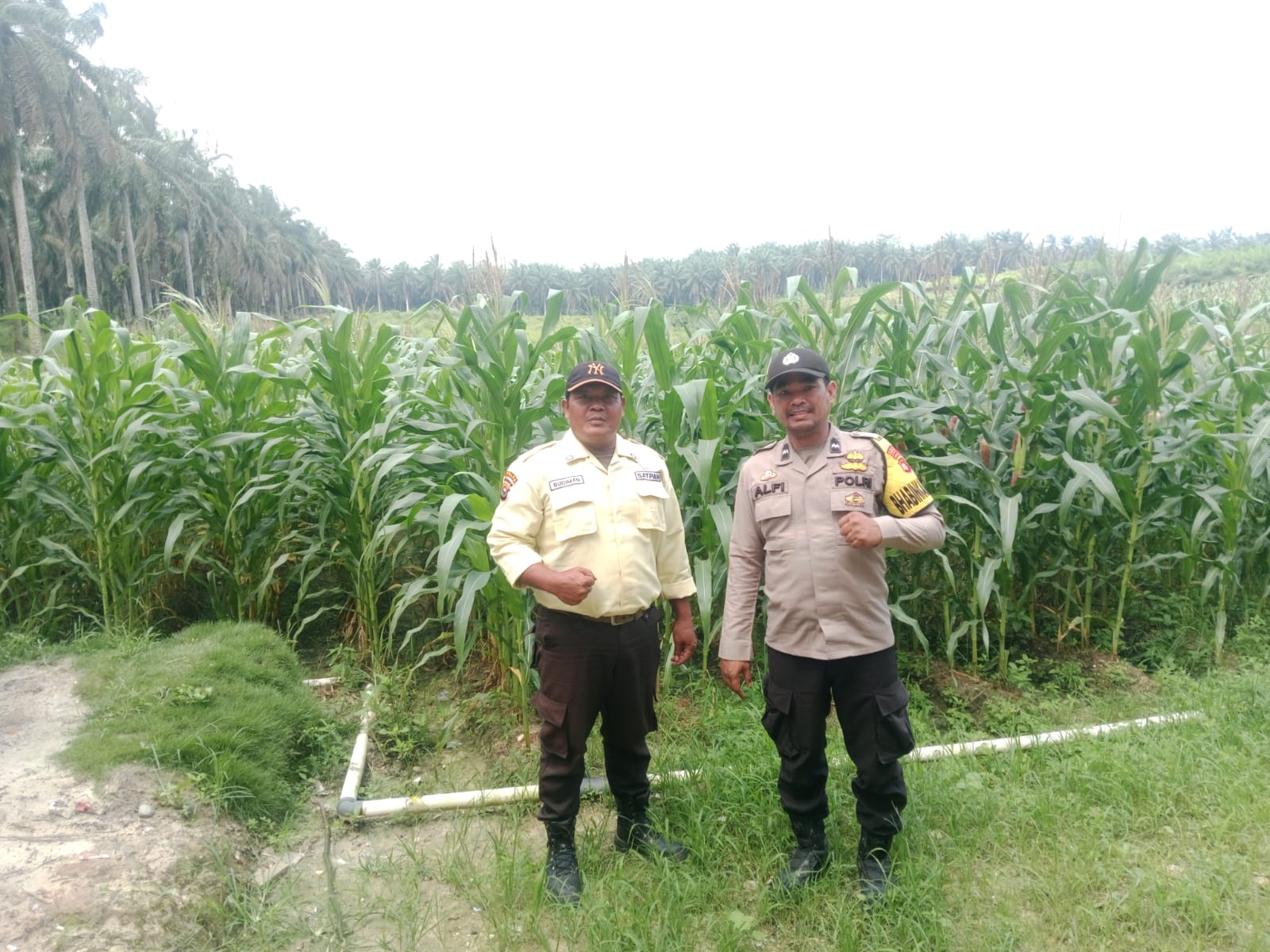 Bhabinkamtibmas Polsek Bunut Monitoring Lahan Jagung Pipil PT Serikat Putra di Sialang Kayu Batu