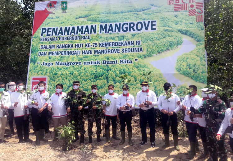 Gubernur Riau Bersama Forkopimda Tanam 2020 Bibit Mangrove di Bandar Bakau Dumai  