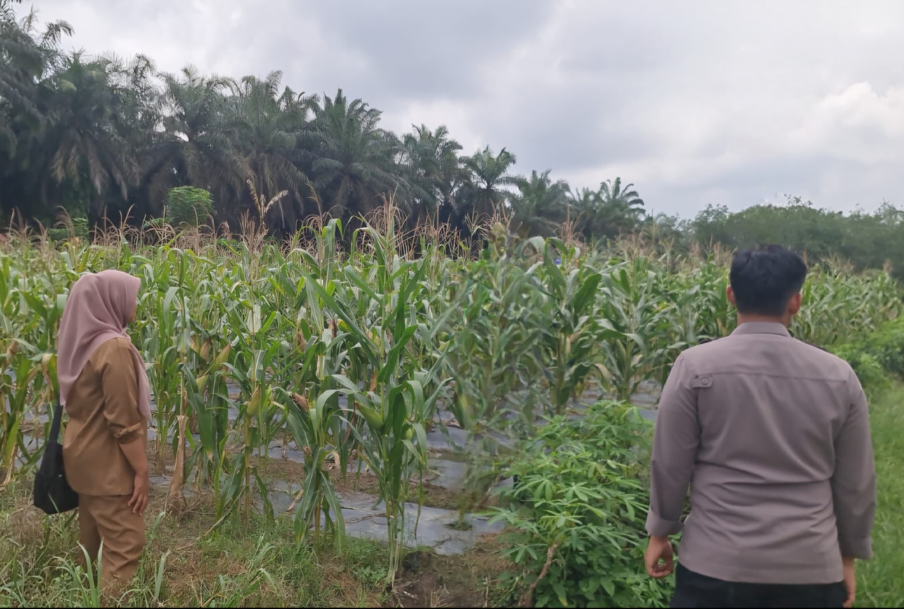 Jagung Hibrida F1 Di Batang Kulim Dukung Ketahanan Pangan Pangkal Kuras Tumbuh Subur