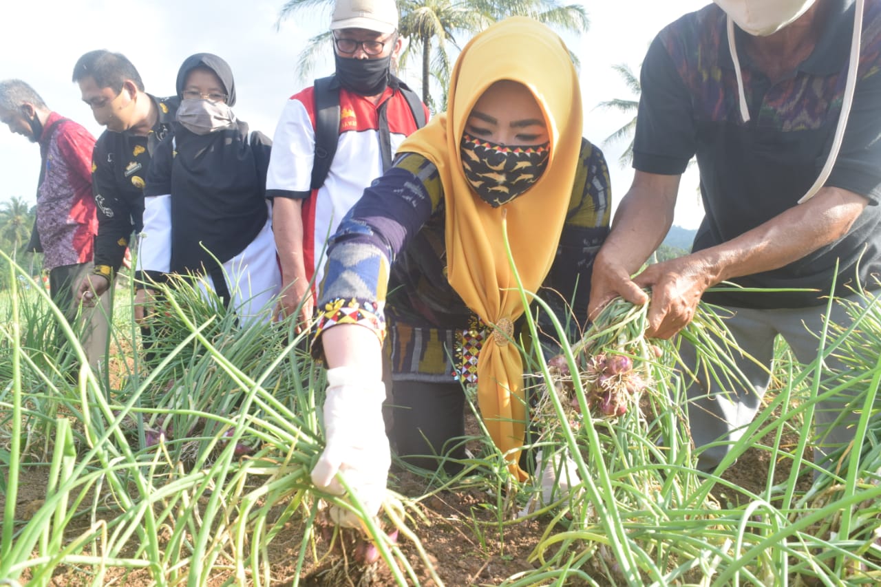 Bupati Tanggamus Hadiri Panen Bawang Merah