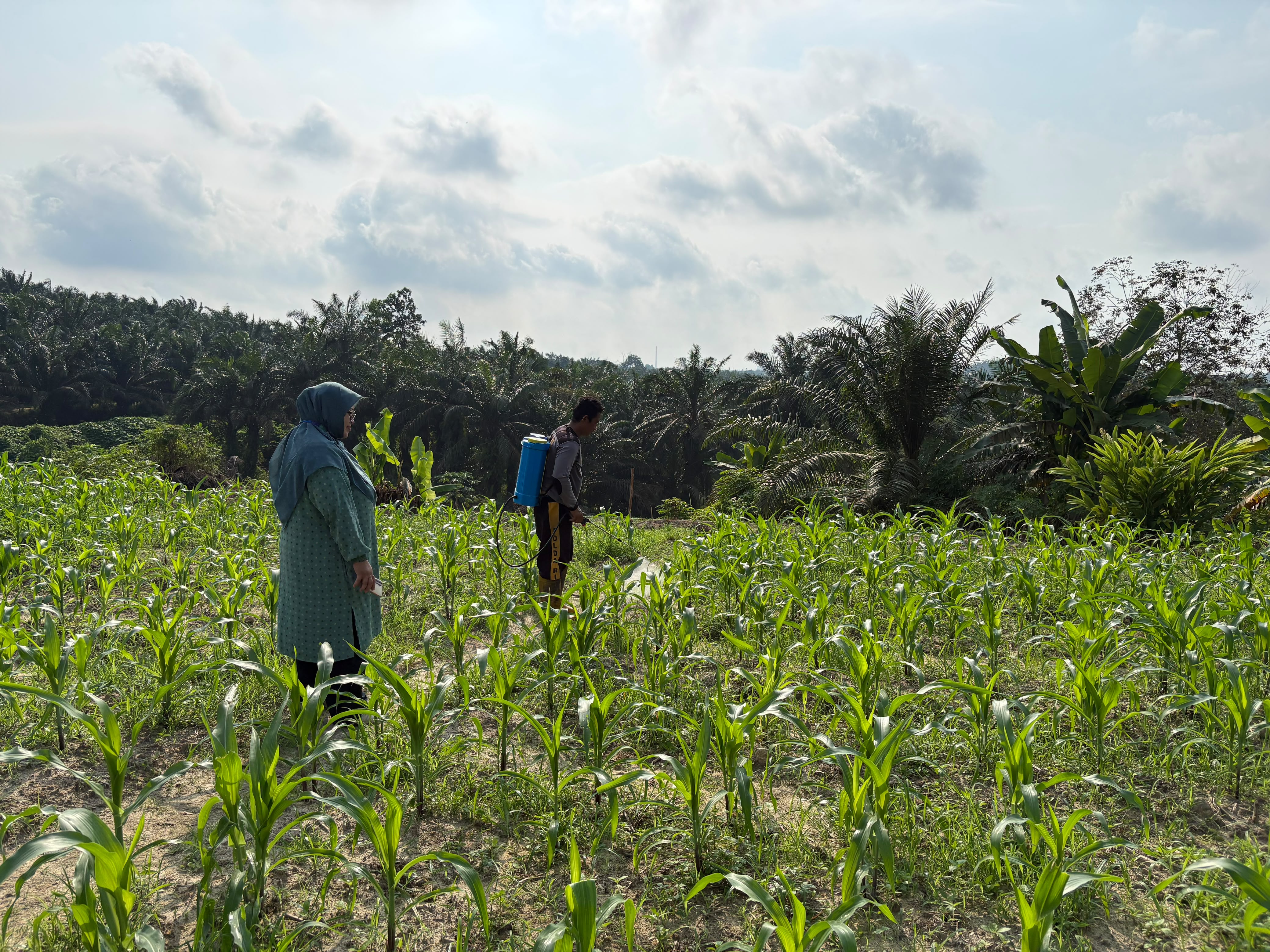 Polsek Pkl Kerinci Semprot Gulma Jagung Asta Cita 1 Hektar di Desa Makmur