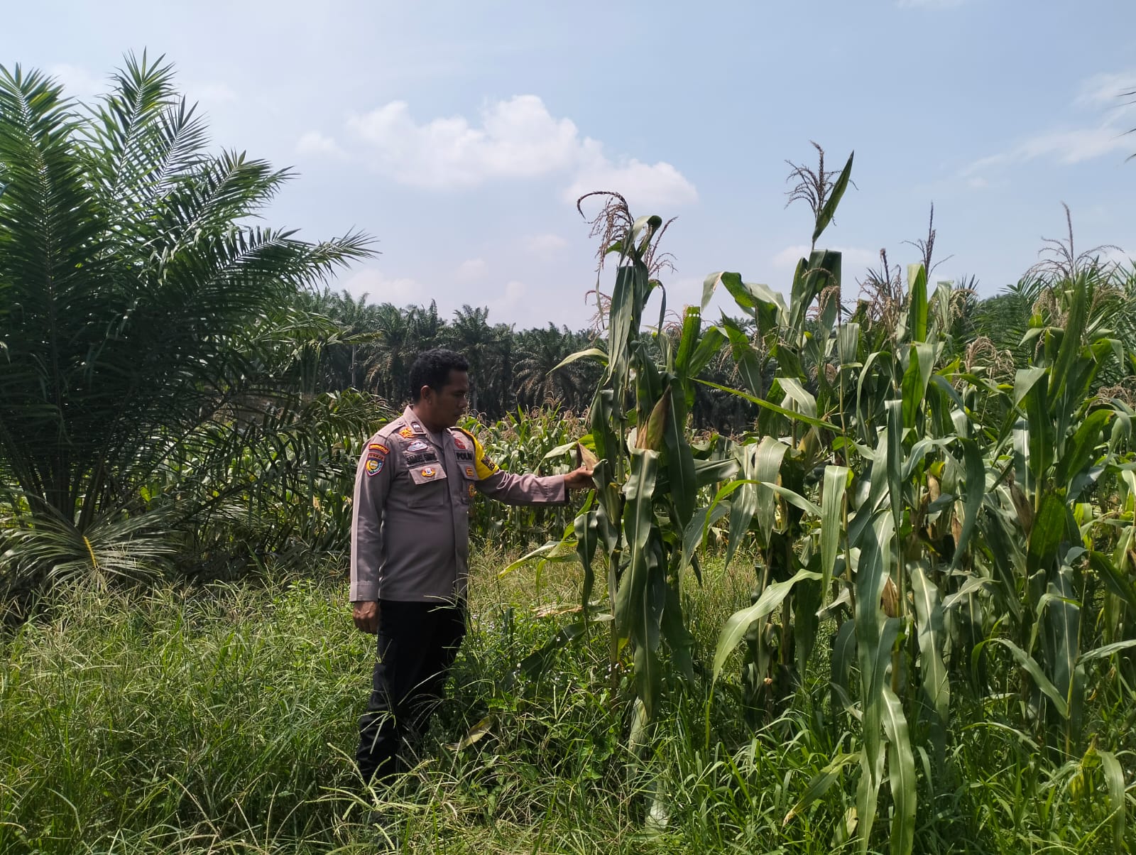 Bhabinkamtibmas Polsek Pkl Kuras Cek Pertumbuhan Jagung Pipil 10 Ha di Sialang Indah Dukung Ketahanan Pangan
