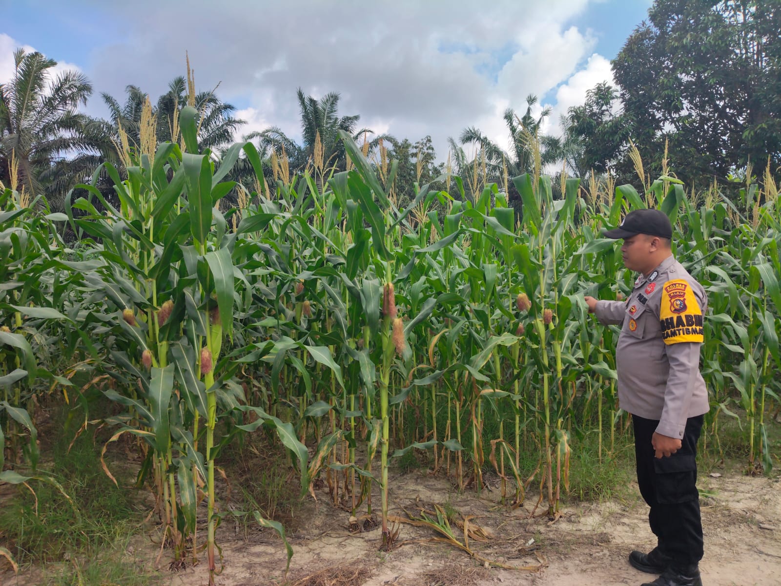 Polsek Ukui Kawal Lahan Jagung Swadaya, Polri Dukung Ketahanan Pangan Ukui