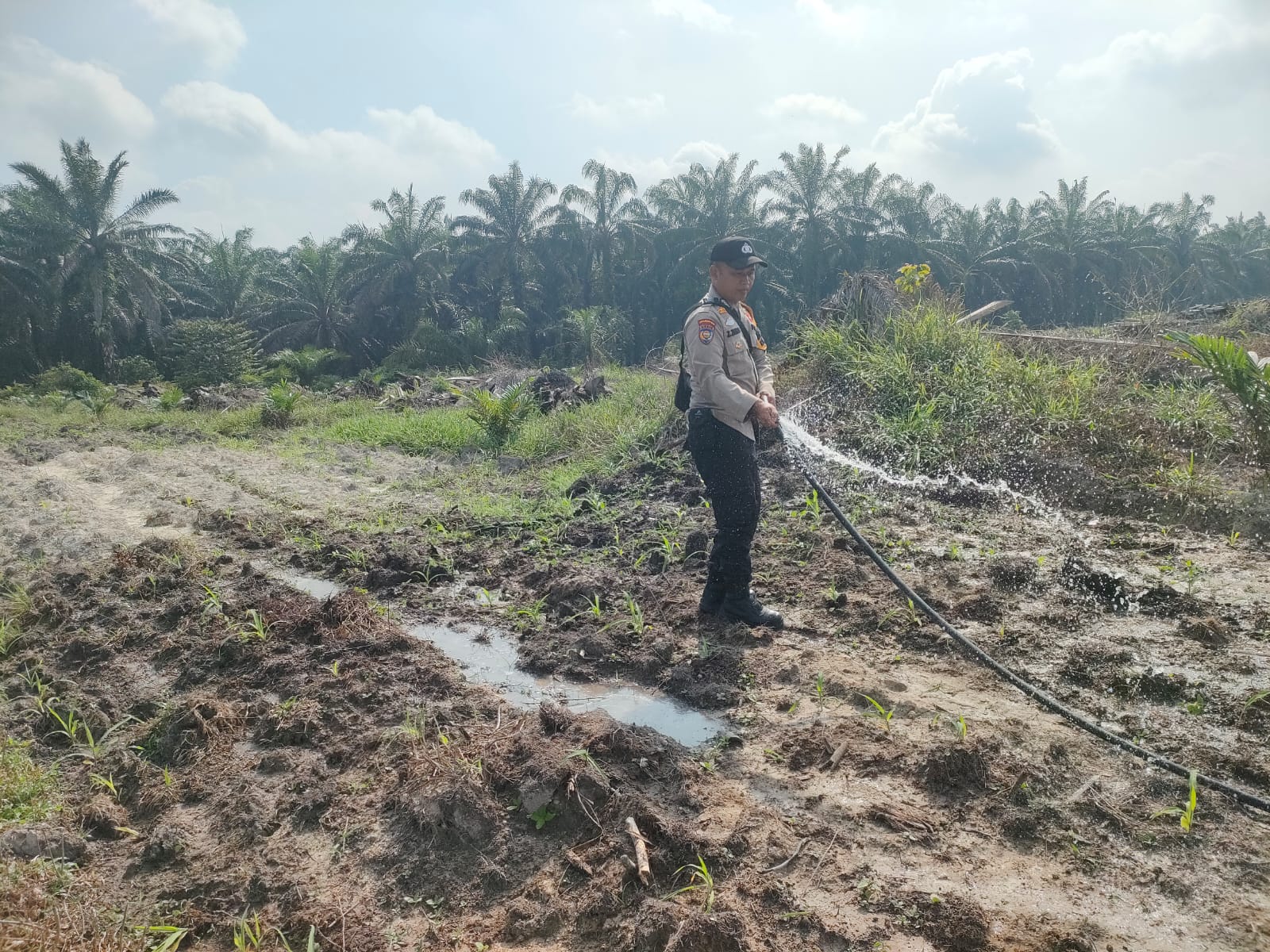 Sirami Jagung Pipil di Lahan TKD Ukui, Polri Jaga Pertumbuhan Tanaman Dalam Menjamin Swasembada Pangan