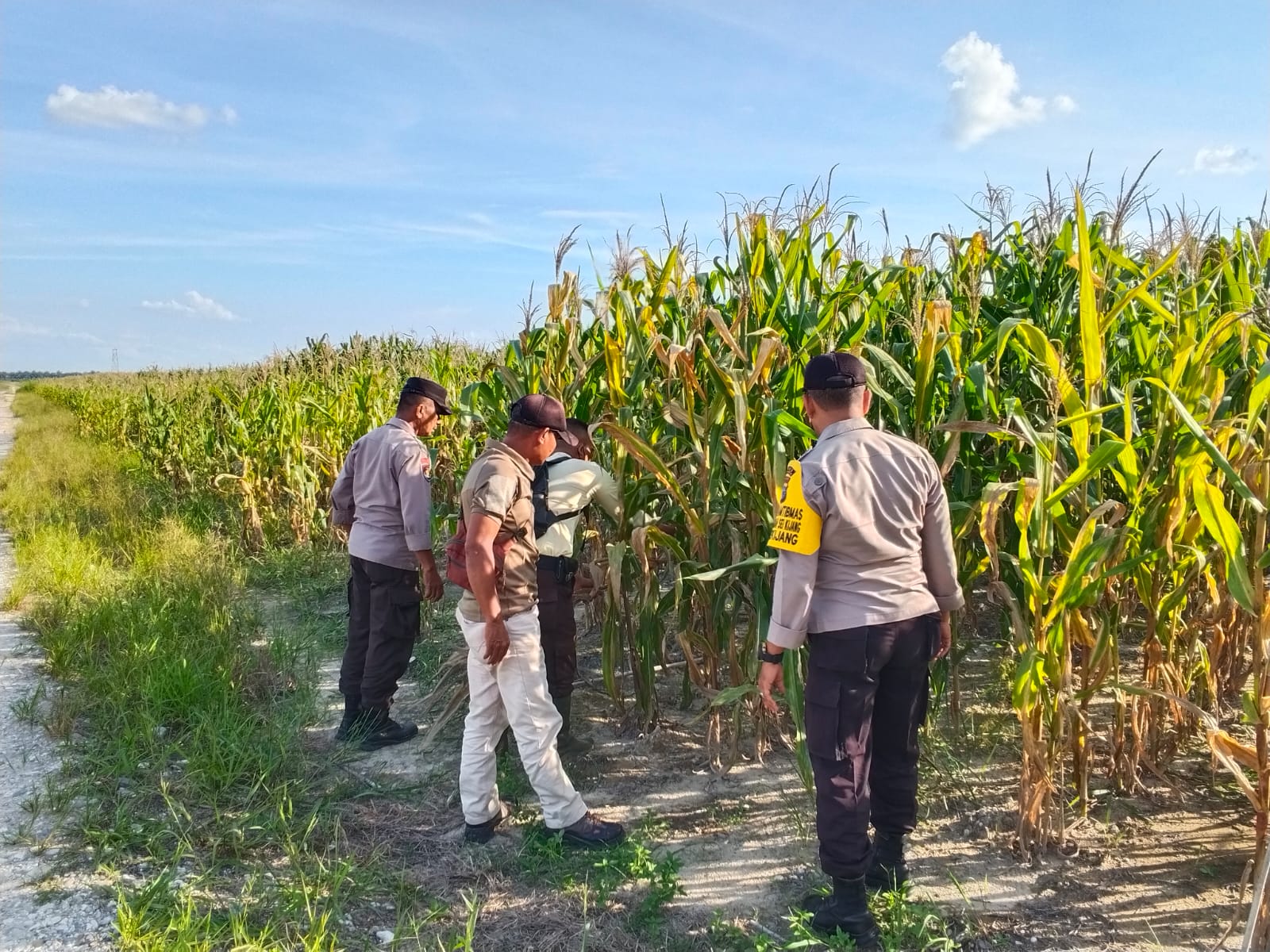 Polsek Bandar Sei Kijang Monitoring Jagung Pipil PT CDSL, Dukung Program Ketahanan Pangan
