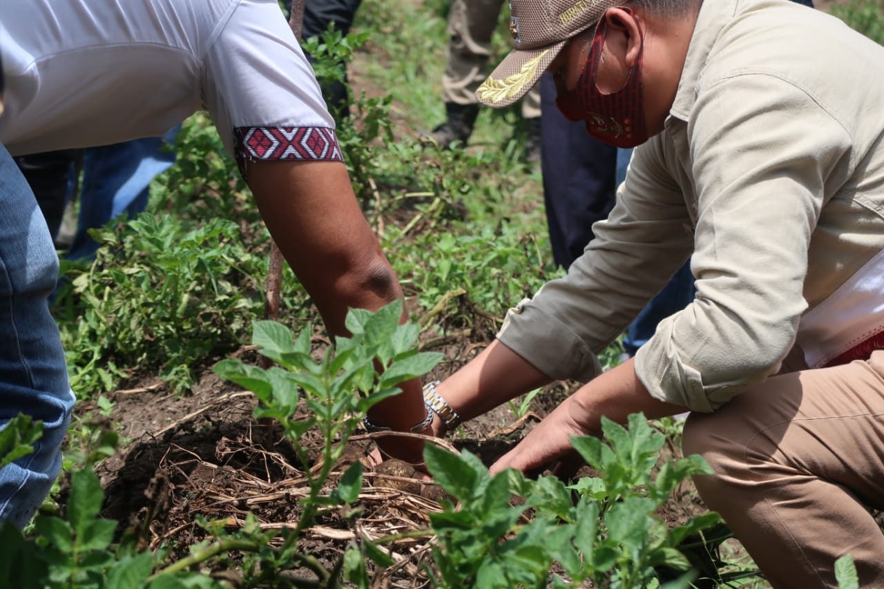 Bupati Taput Panen Perdana Kentang di Lahan Masyarakat Silando Muara Seluas 2,5 Ha
