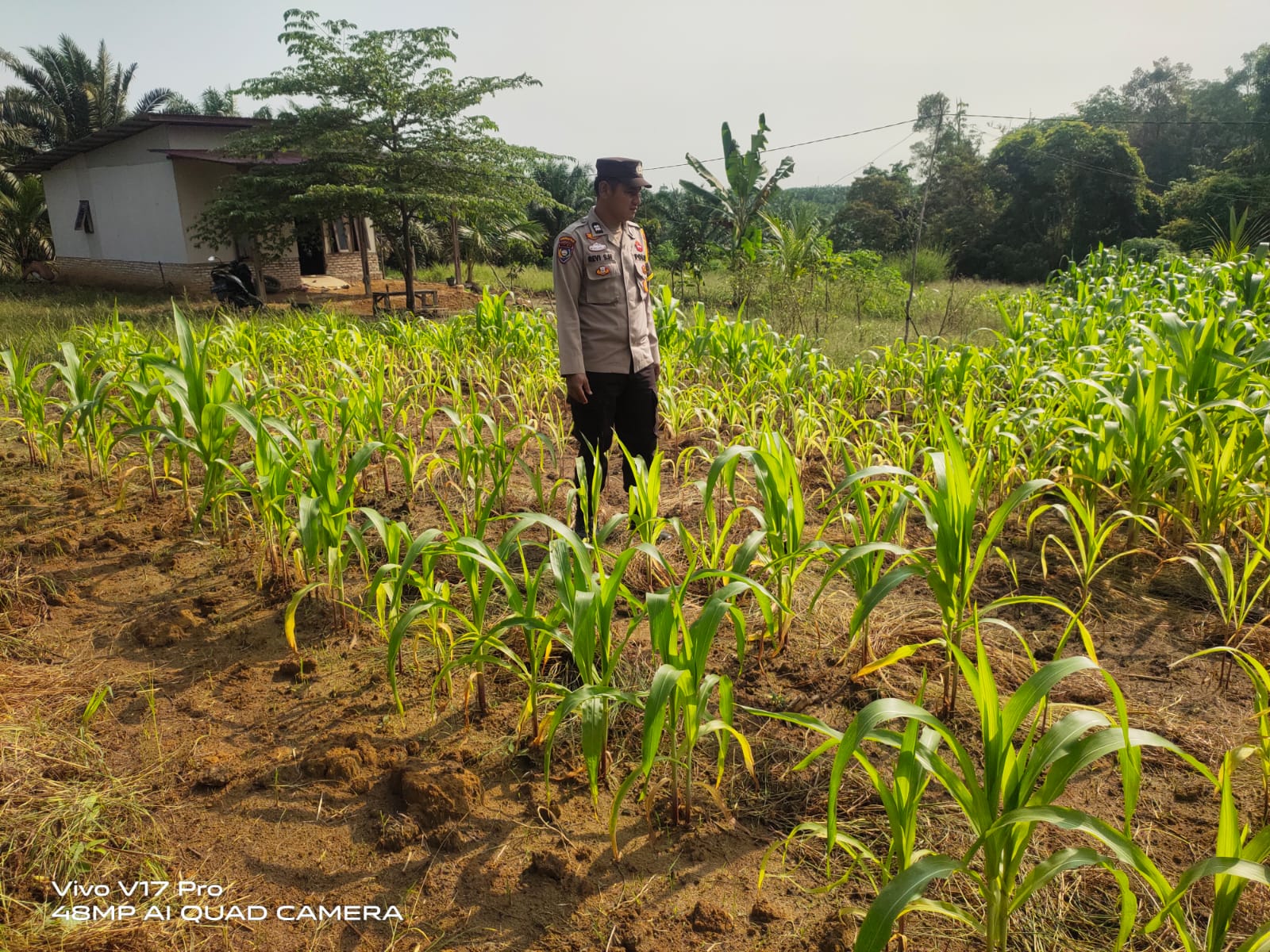 Polsek Bunut Lakukan Pengecekan Lahan Ketahanan Pangan Jagung Pipil di Desa Petani