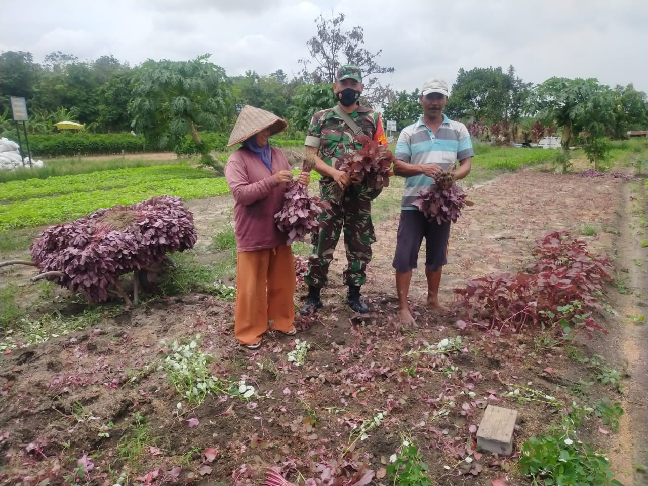 Babinsa Kodim 0301/PBR Dampingi Petani Panen Sayur