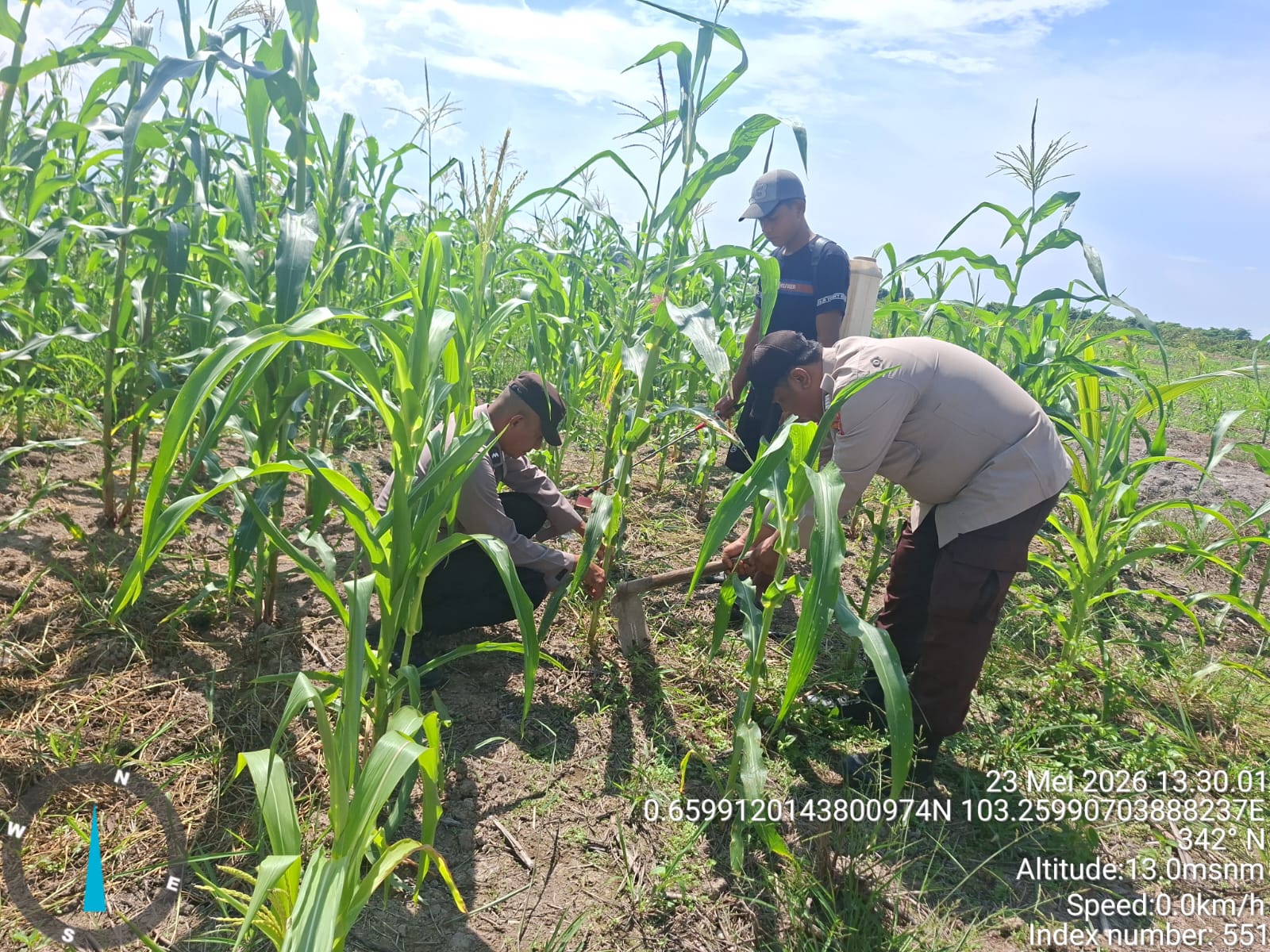 Polsek Kuala Kampar Kawal 15 Hektar Jagung di Sungai Solok, Dukung Ketahanan Pangan Nasional