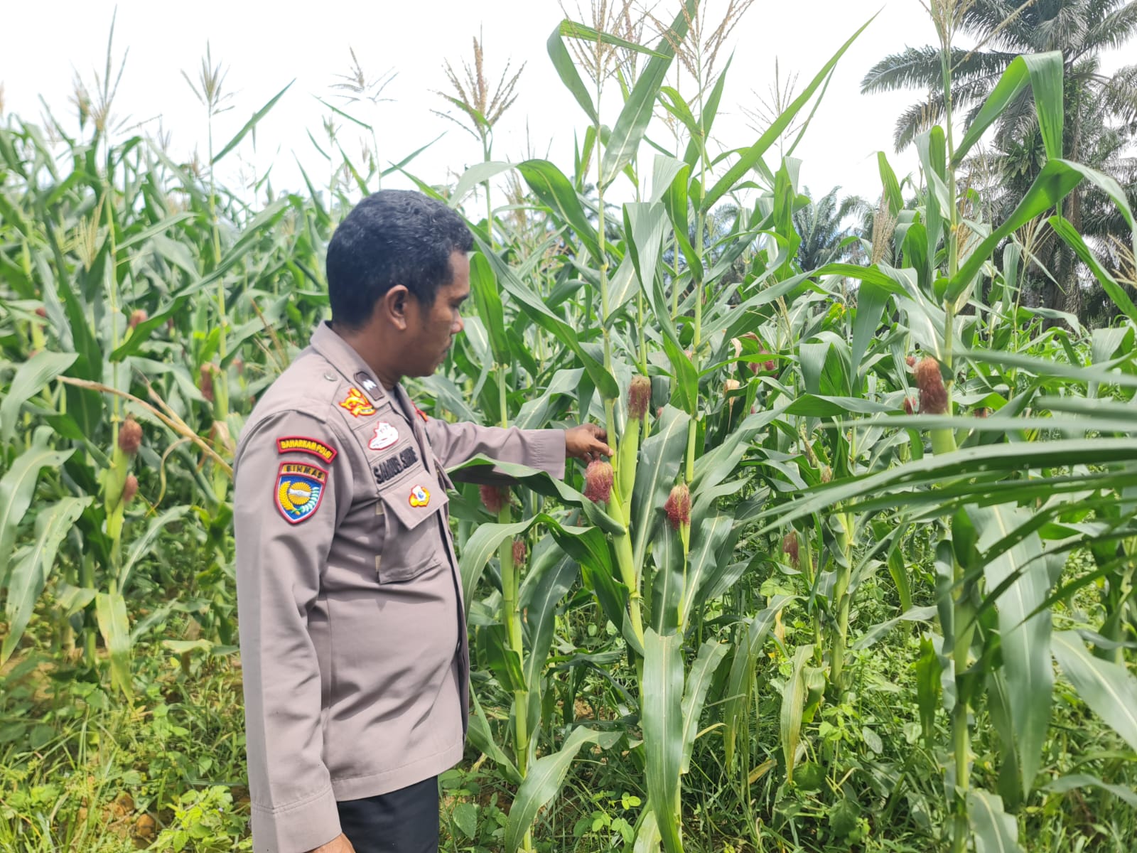 Polsek Pangkalan Kuras Progres Jagung 12 Hektar di Sialang Indah, Polri Siap Kawal Ketahanan Pangan
