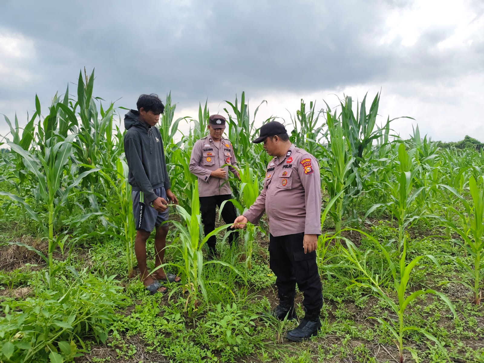 Polsek Kuala Kampar Kawal 15 Ha Lahan jagung Ketahanan Pangan