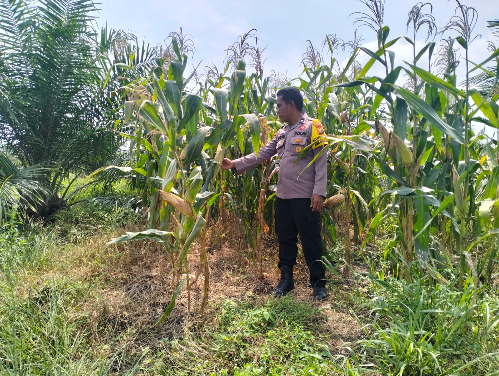 Bhabinkamtibmas Polsek Pkl Kuras Monitoring Jagung Pipil 10 Ha di Sialang Indah, Dukung Program Ketahanan Pangan Nasional