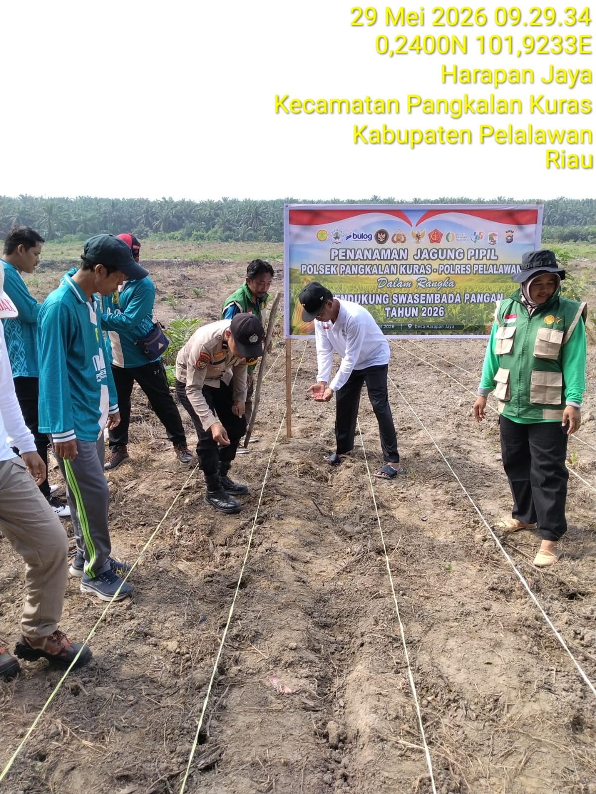Polsek Pangkalan Kuras Dampingi KUD Sawit Harapan Jaya Tanam Jagung 3 Hektar Program Ketahanan Pangan