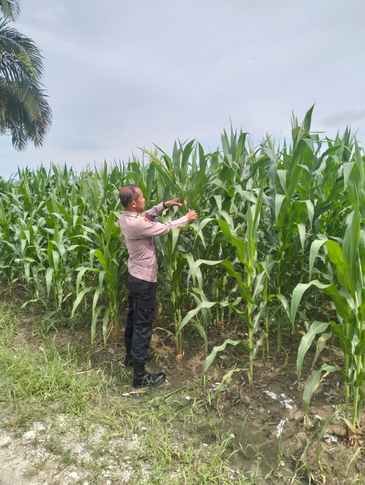 Jagung Hibrida Tumbuh Subur Polsek Pkl Kerinci dukung penuh Ketahanan Pangan