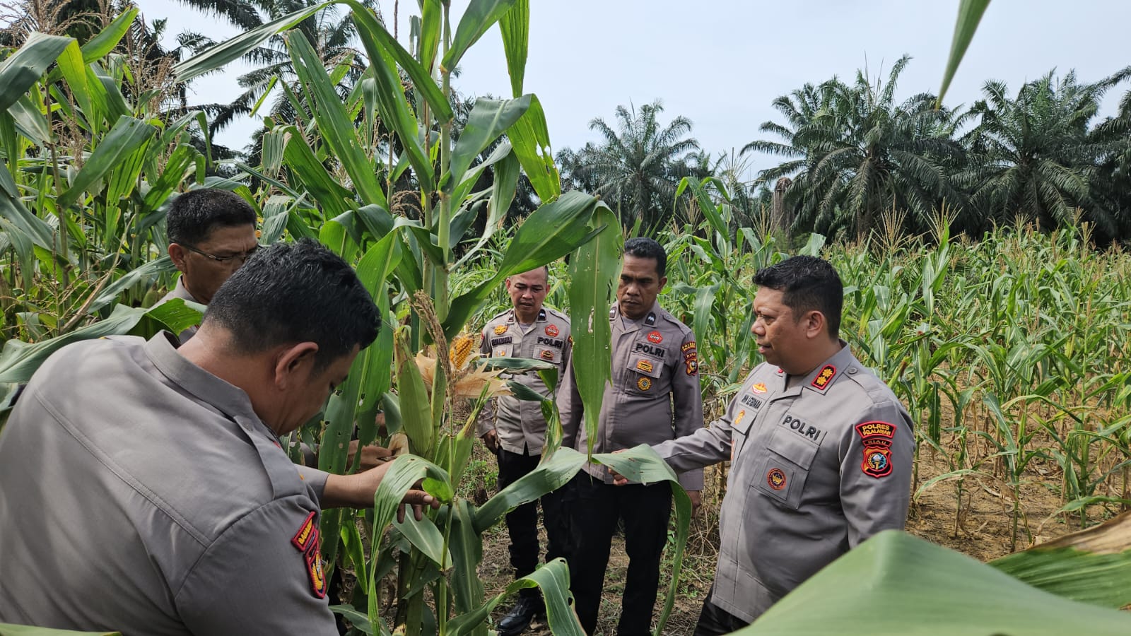 Polres Pelalawan Cek 12 Ha Jagung Pipil KUD Sialang Makmur, Komitmen Polri Kawal Ketahanan Pangan Hingga Panen