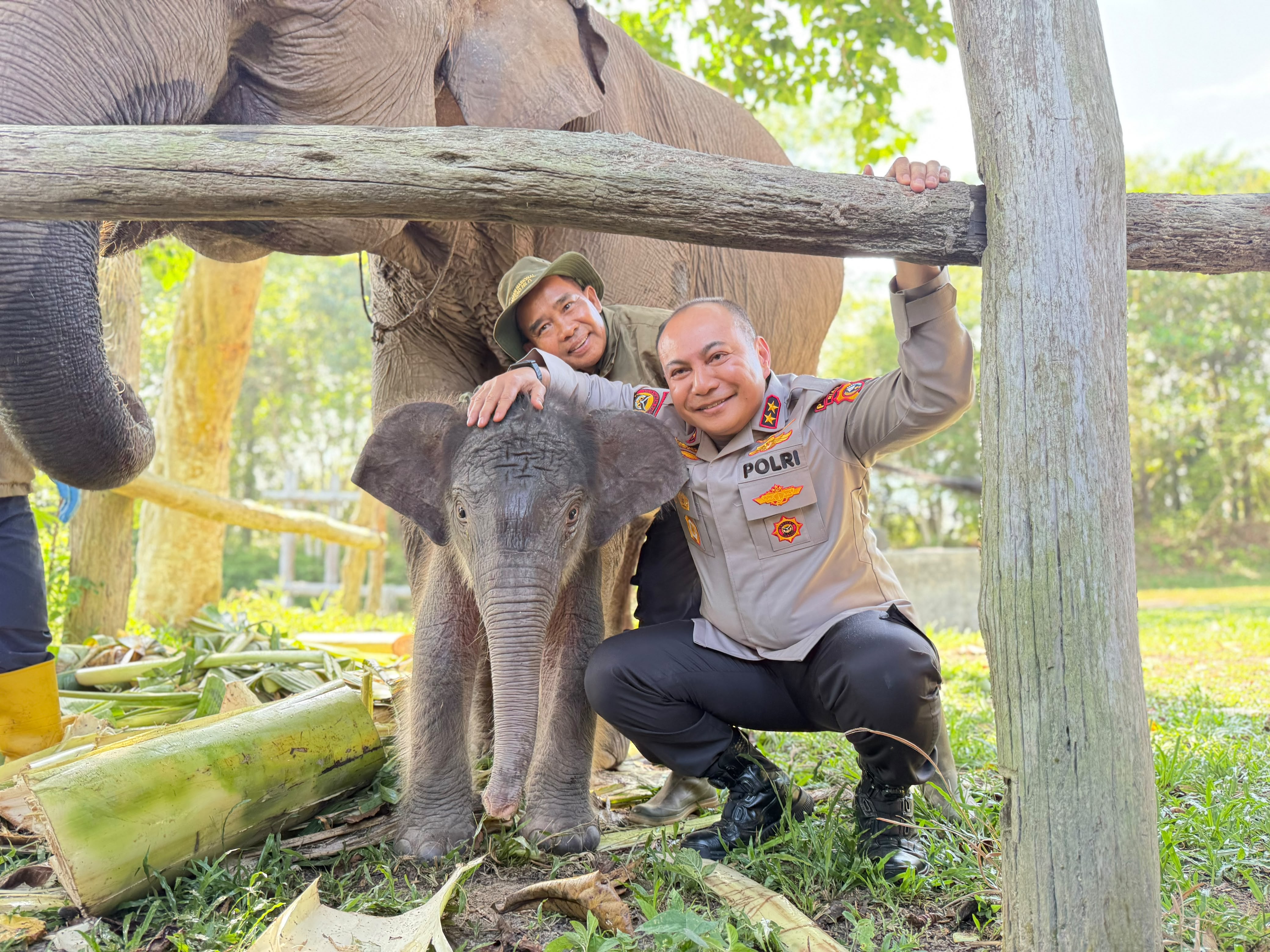 Kapolda Riau Beri Nama 'Nona Seroja' Untuk Anak Gajah Di TNTN Yang Lahir Tanpa Terdeteksi