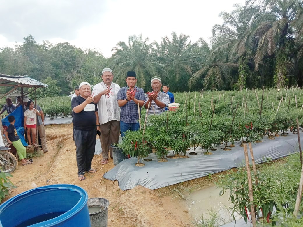 Di Angkasa Pelalawan, Cukup 120 Hari Kades Panen Perdana Cabai Merah