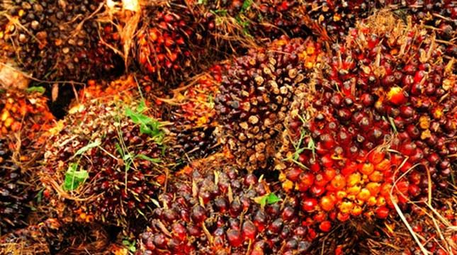 Pekan Ini, Harga TBS Kelapa Sawit di Provinsi Riau Diharga Rp 2.229, 41 Per Kg