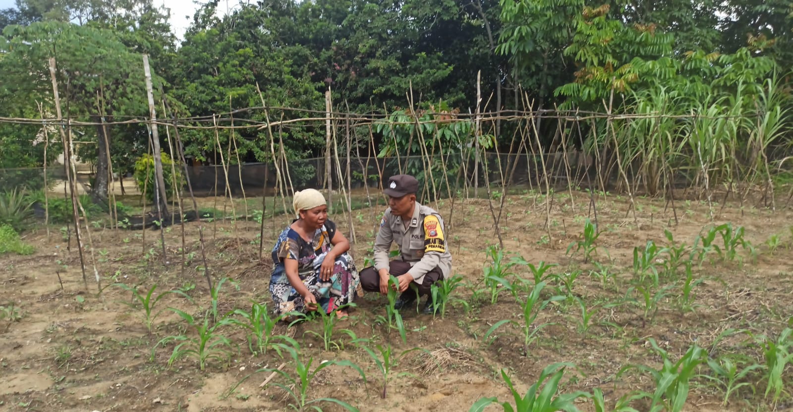 Bhabinkamtibmas Polsek Langgam Monitoring Tanaman Jagung Manis Pekarangan di Desa Penarikan Dukung Asta Cita Ketahanan Pangan