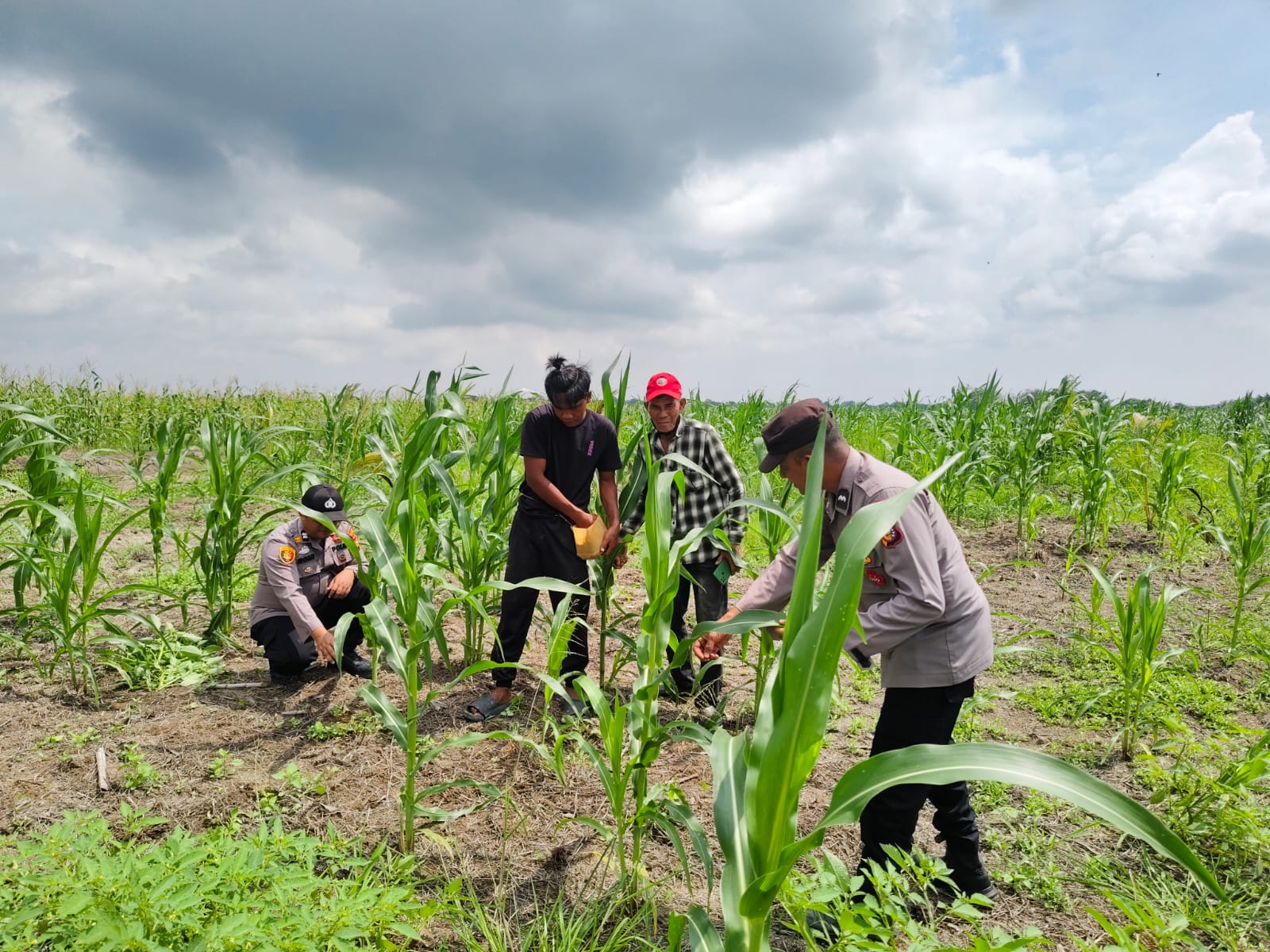 15 Ha Jagung Pipil Poktan Senang Jaya Sungai Solok Wilayah Polsek Kuala Kampar, Mendukung Ketahanan Pangan