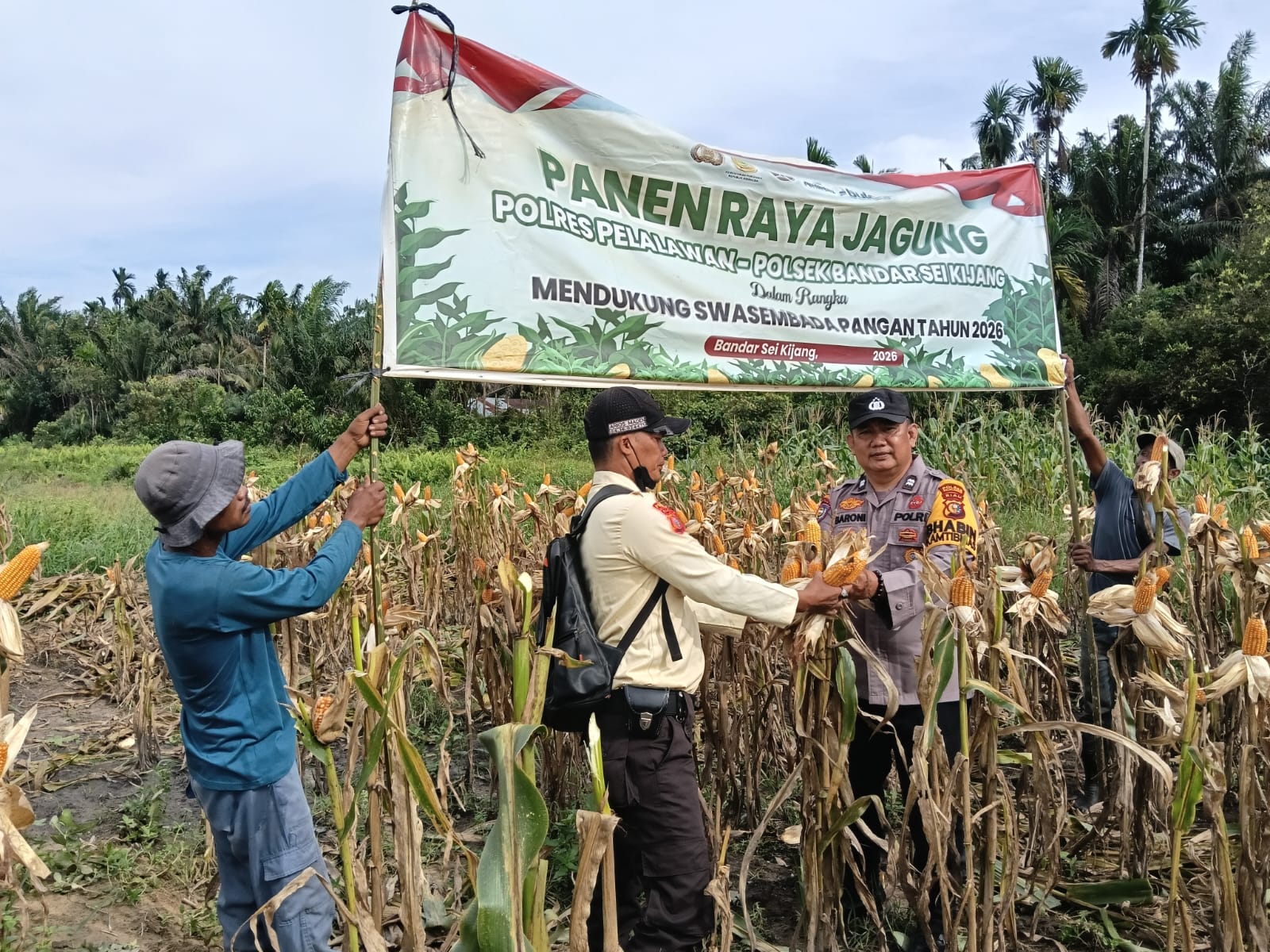 Panen Pertama Ketahanan Pangan Polsek Bandar Sei Kijang Dampingi Jagung Pipil PT. CDSL