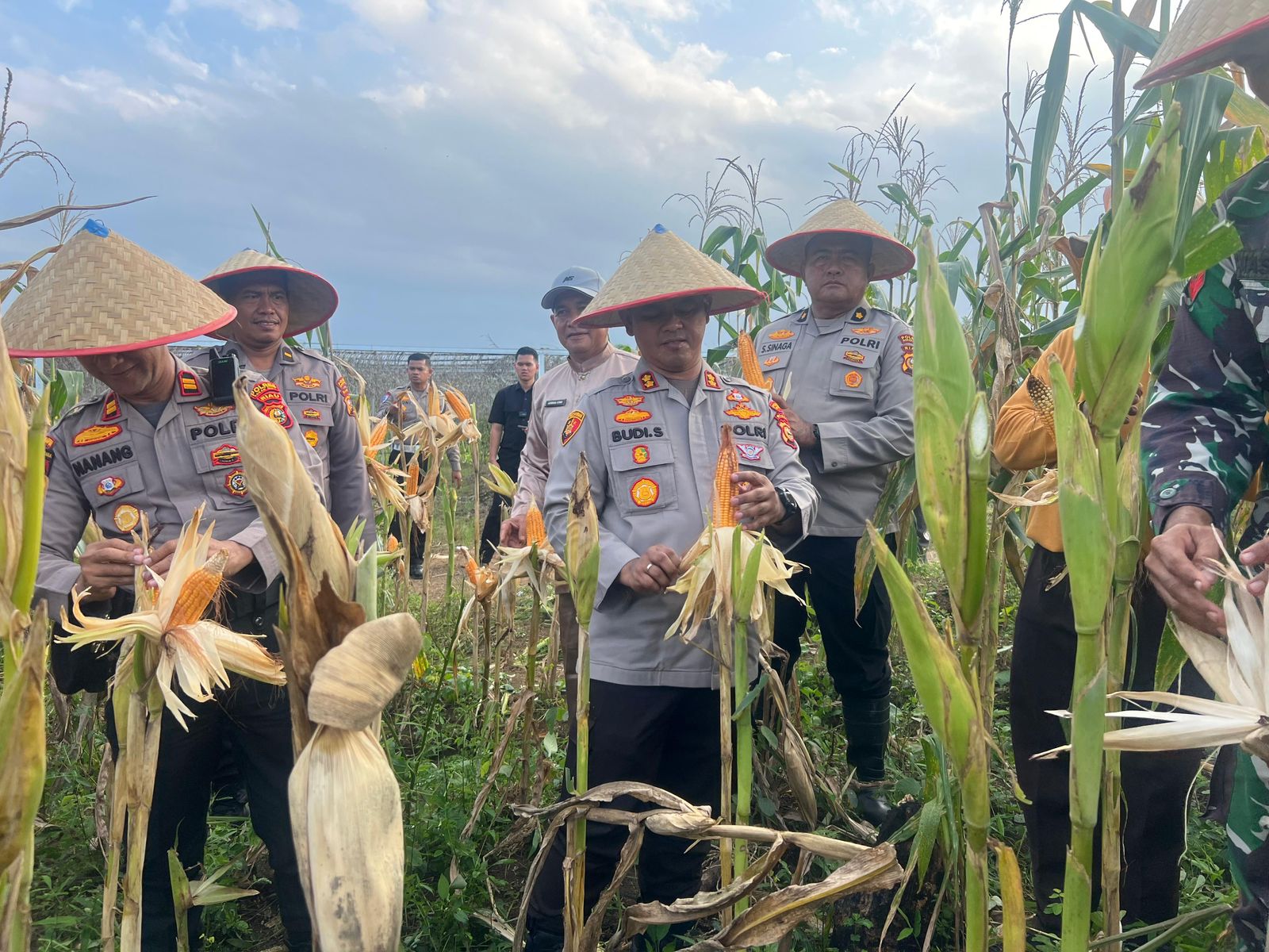 Polres Rokan Hulu Gelar Panen Raya Jagung di Desa Pasir Agung, Dukung Program ASTA CITA Presiden RI