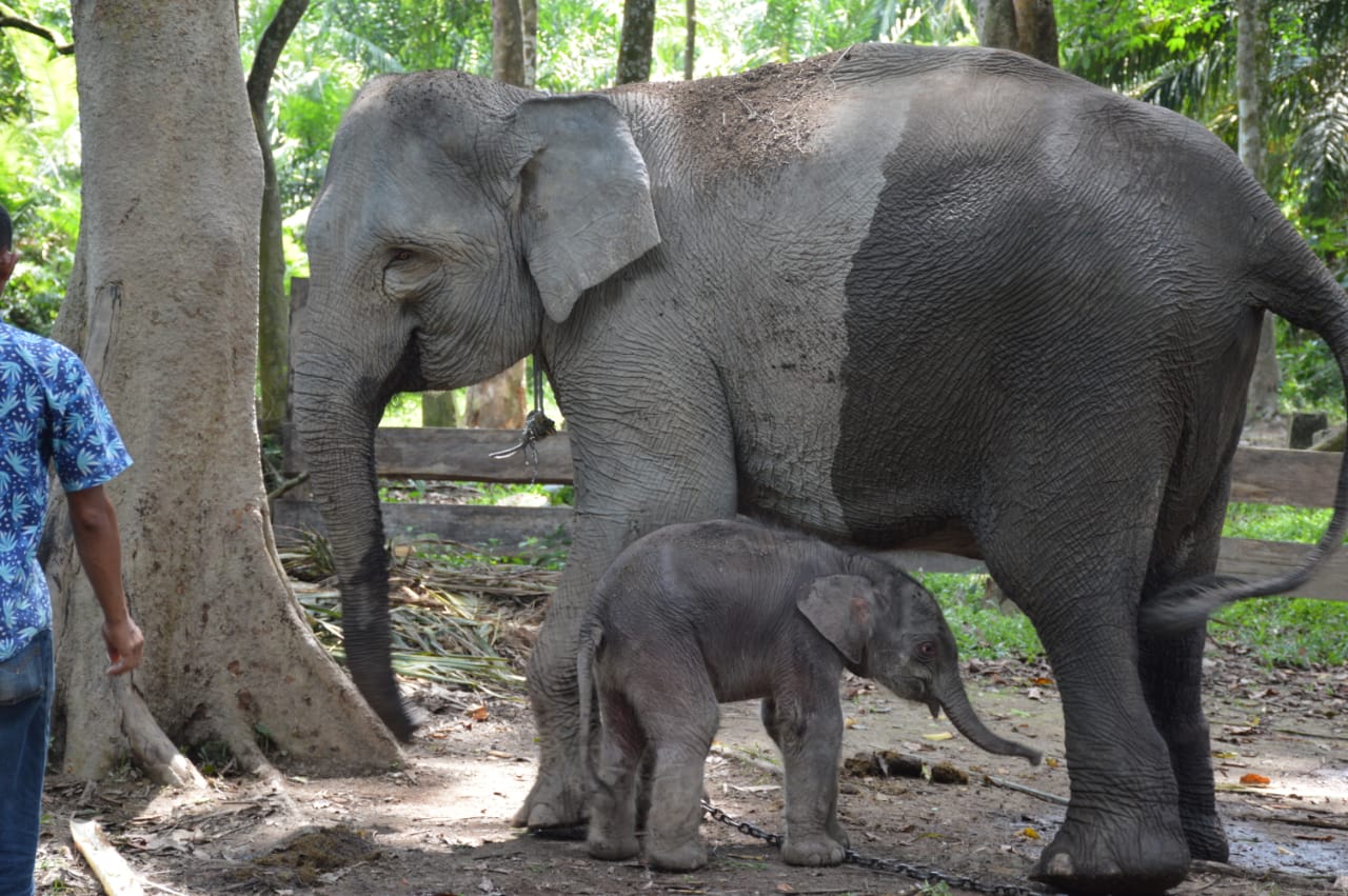 Kelahiran Anak Gajah Jantan di Taman Wisata Alam Buluh Cina