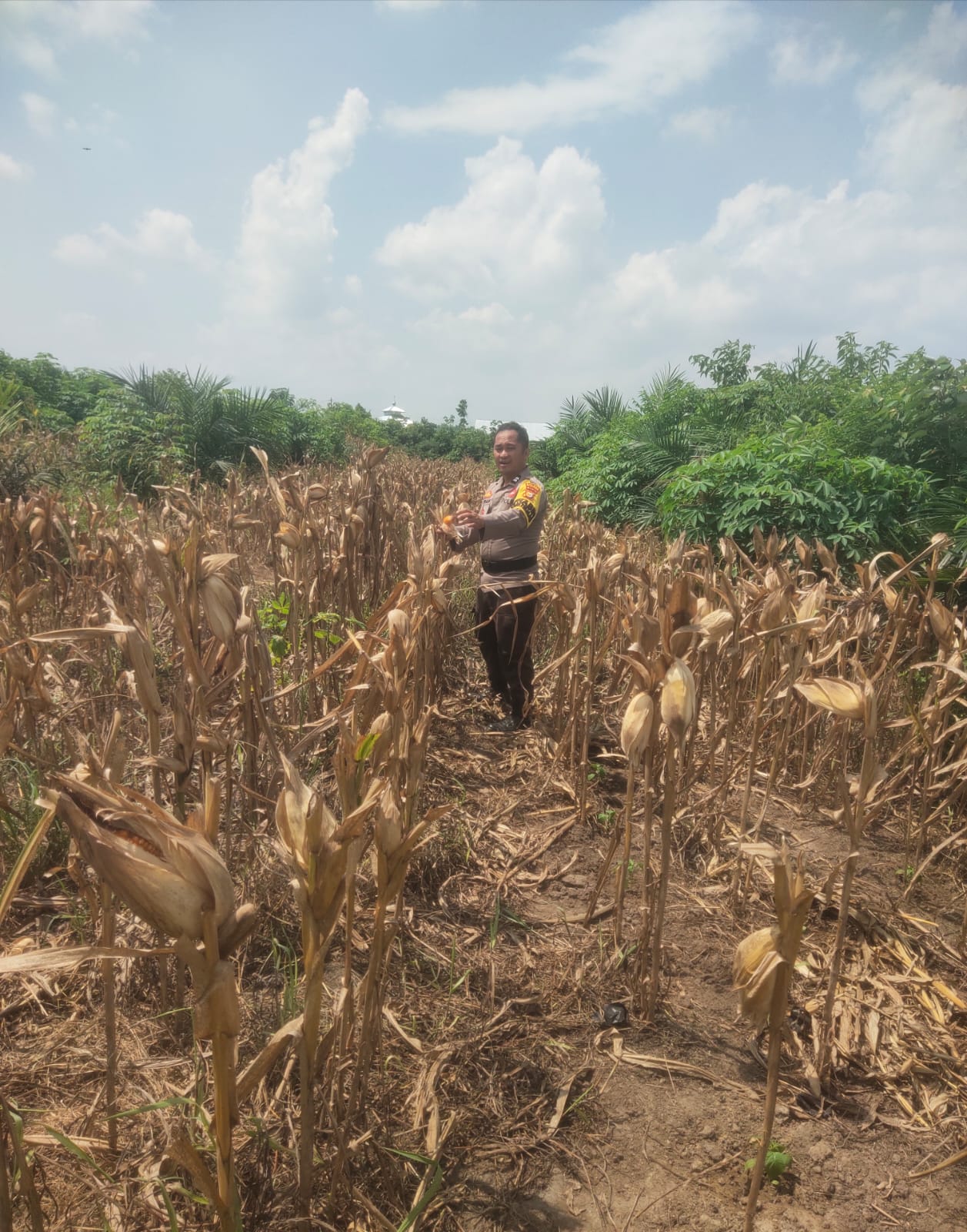 Polsek Bandar Sei Kijang Monitoring Jagung Pipil BUMDes di Desa Lubuk Ogung, Dukung Asta Cita Ketahanan Pangan