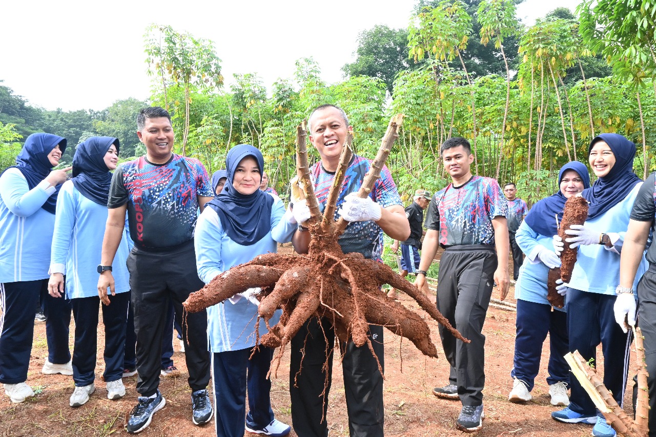 Koopsud I Panen Singkong, Wujudkan Ketahanan Pangan