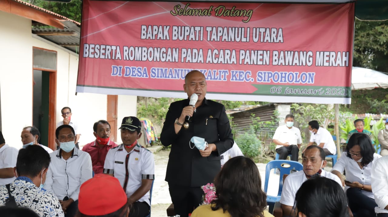 Bupati Taput Panen Perdana Bawang Merah di Desa Simanungkalit Kecamatan Sipoholon