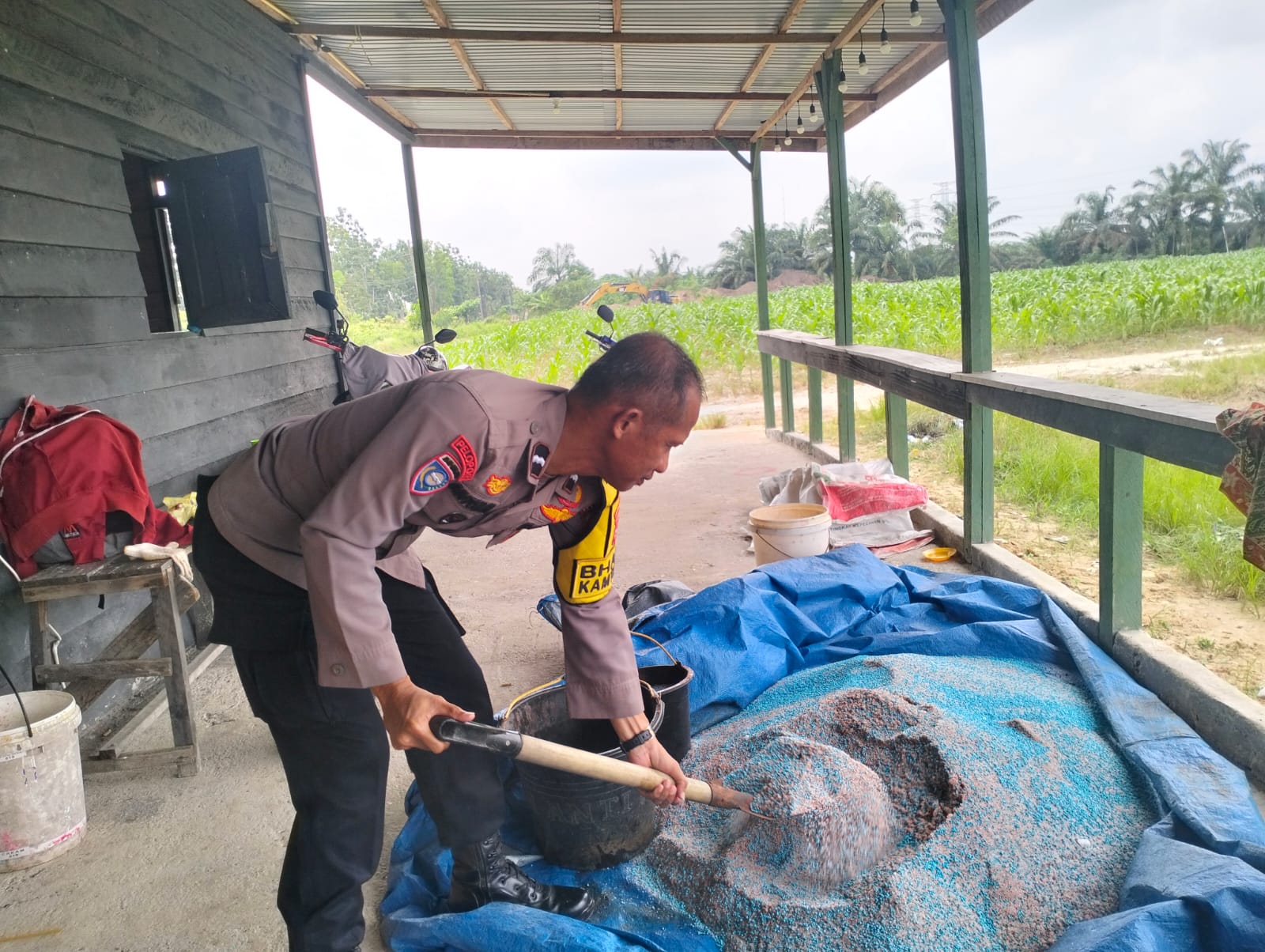 Dukung Ketahanan Pangan, Pertumbuhan Jagung Hibrida di Lahan 3 Ha KM 55 Pangkalan Kerinci Tumbuh Subur