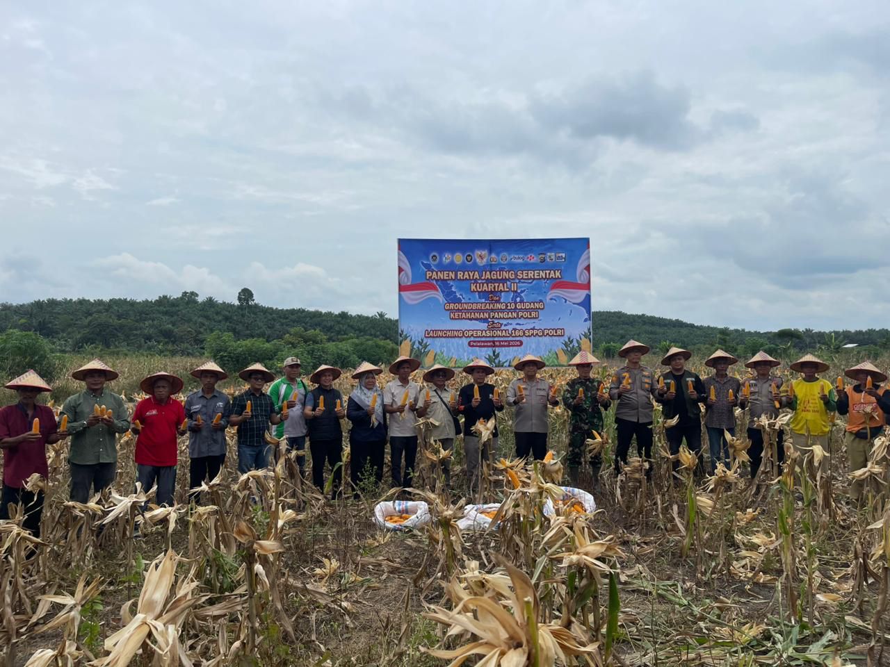 Panen Raya Jagung Serentak Kuartal II Tahun 2026 Mendukung Ketahanan Pangan